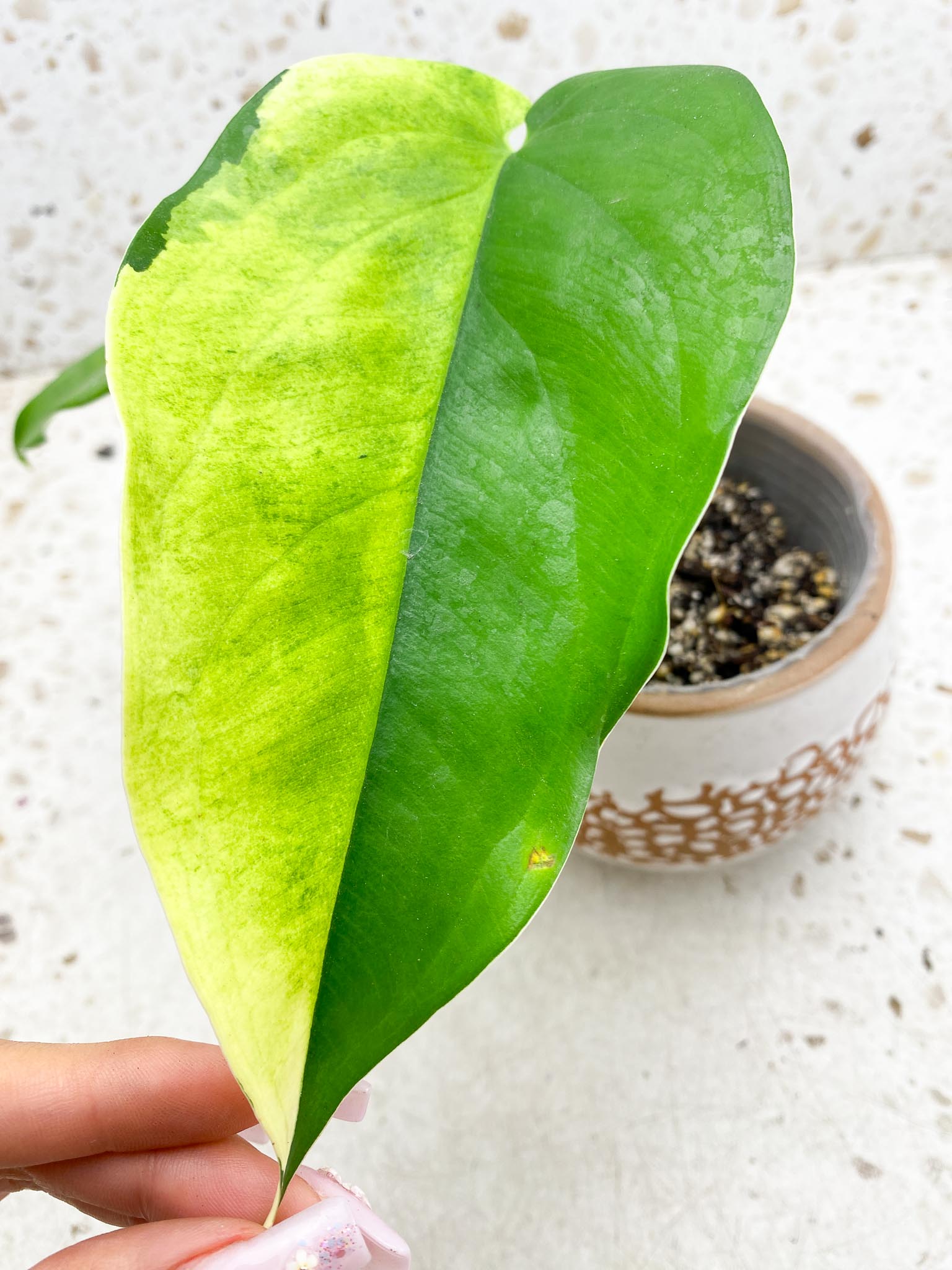 Syngonium Chiapense Variegated 2 Leaves  2 Nodes  Top Cutting