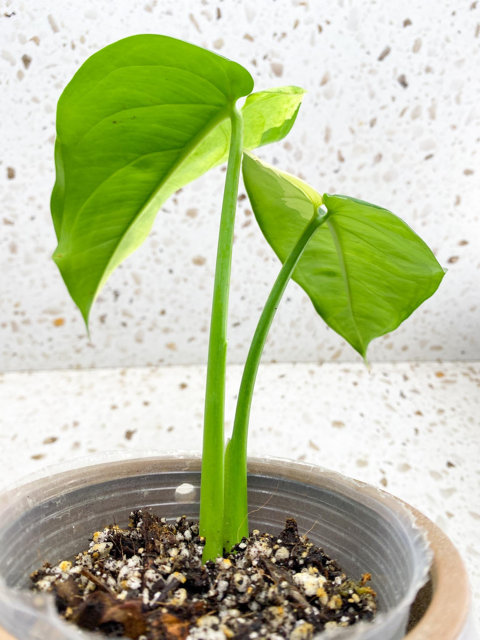 Syngonium Chiapense Variegated 2 Leaves  2 Nodes  Top Cutting