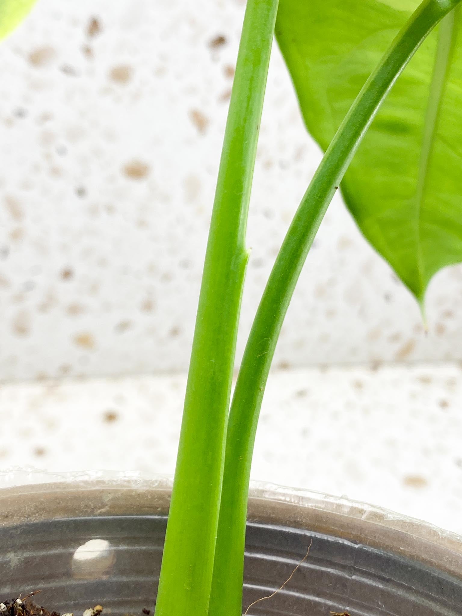 Syngonium Chiapense Variegated 2 Leaves  2 Nodes  Top Cutting