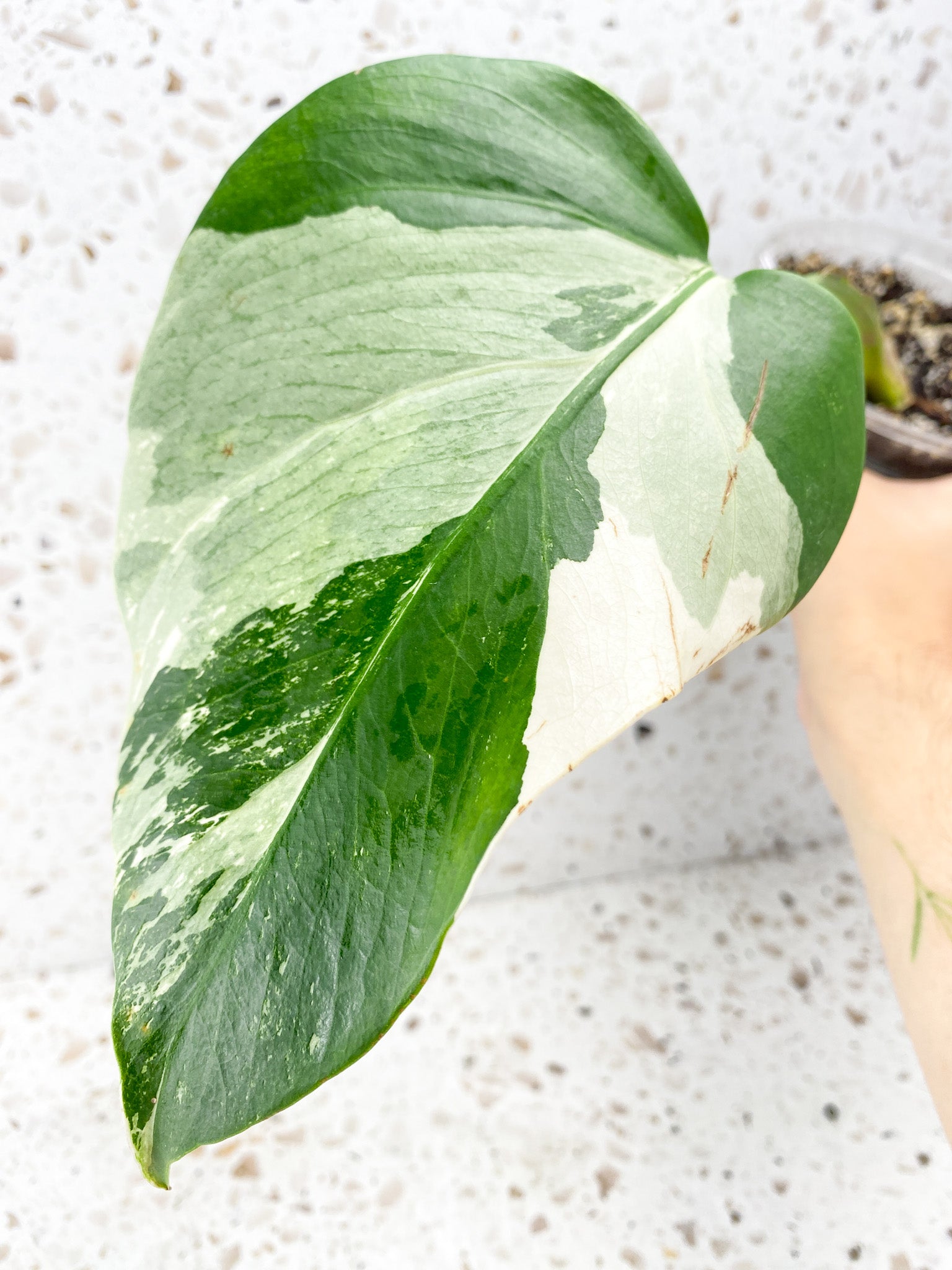 Monstera Albo White Tiger 1 leaf