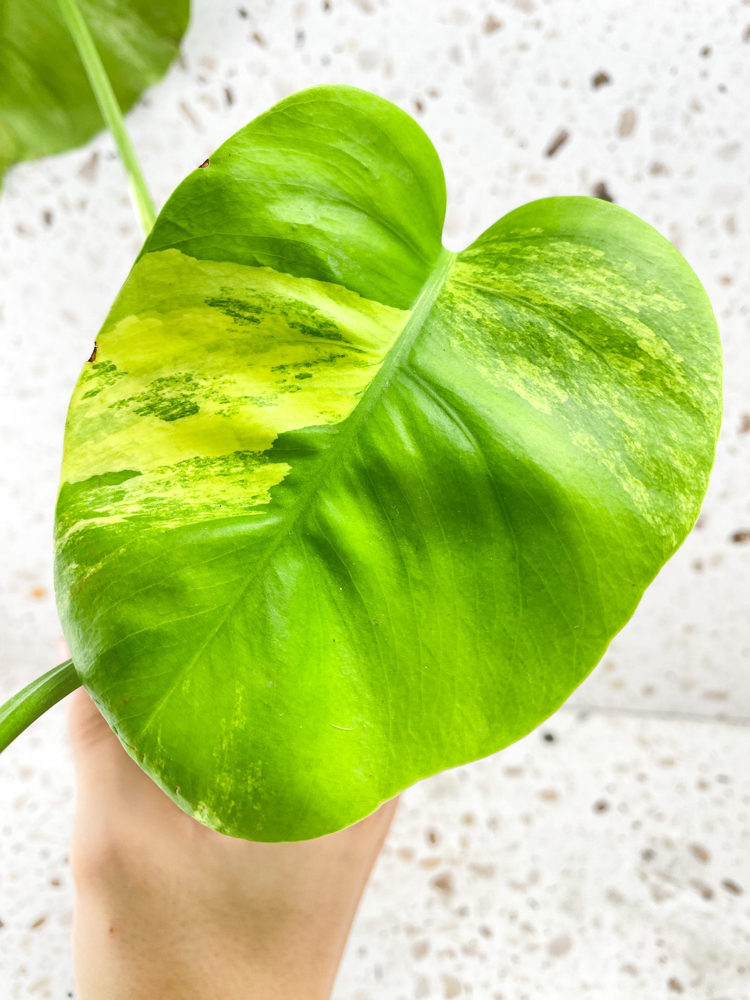 Monstera Aurea Tricolor 3 leaf top cutting