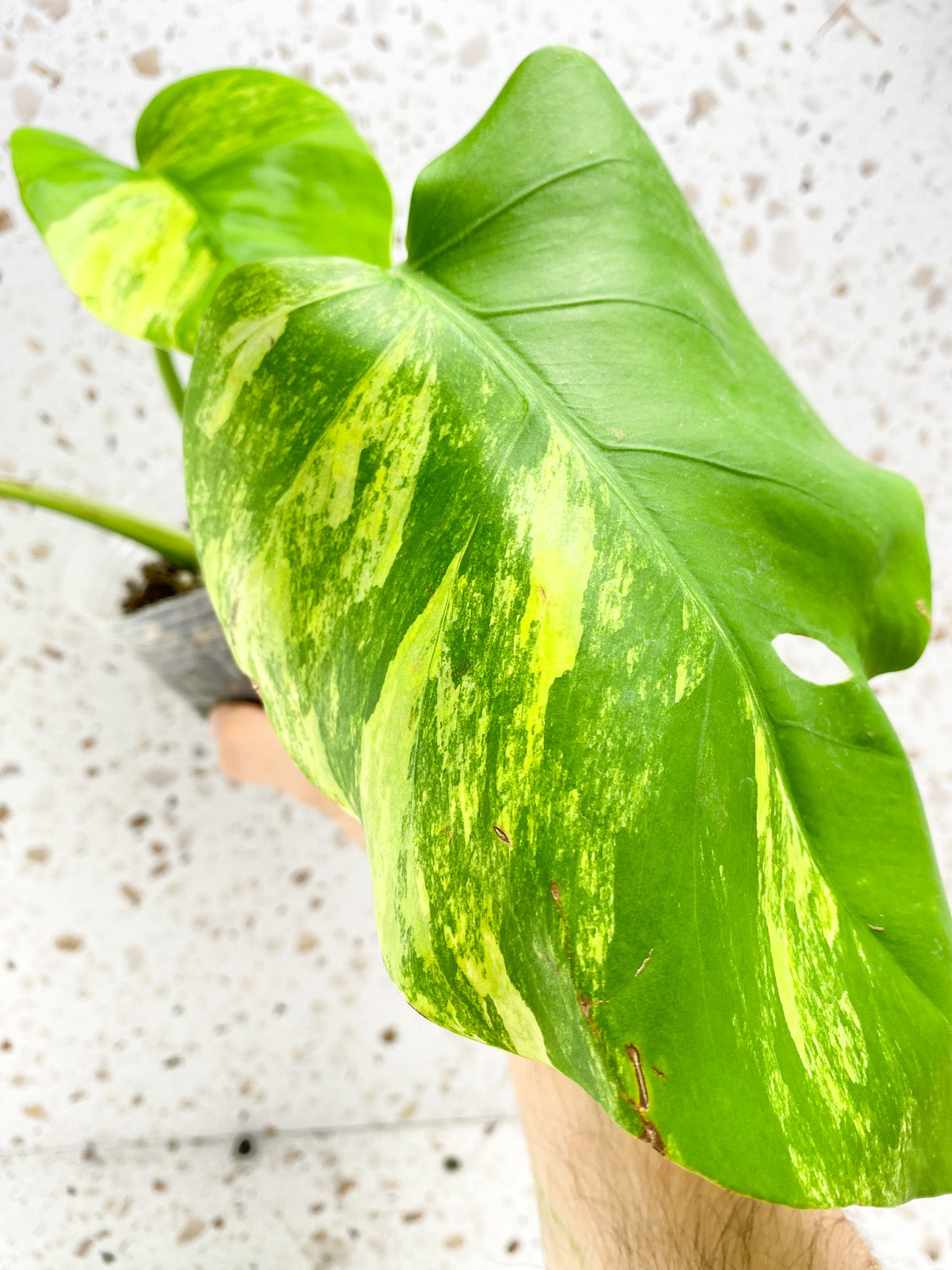 Monstera Aurea Tricolor 3 leaf top cutting