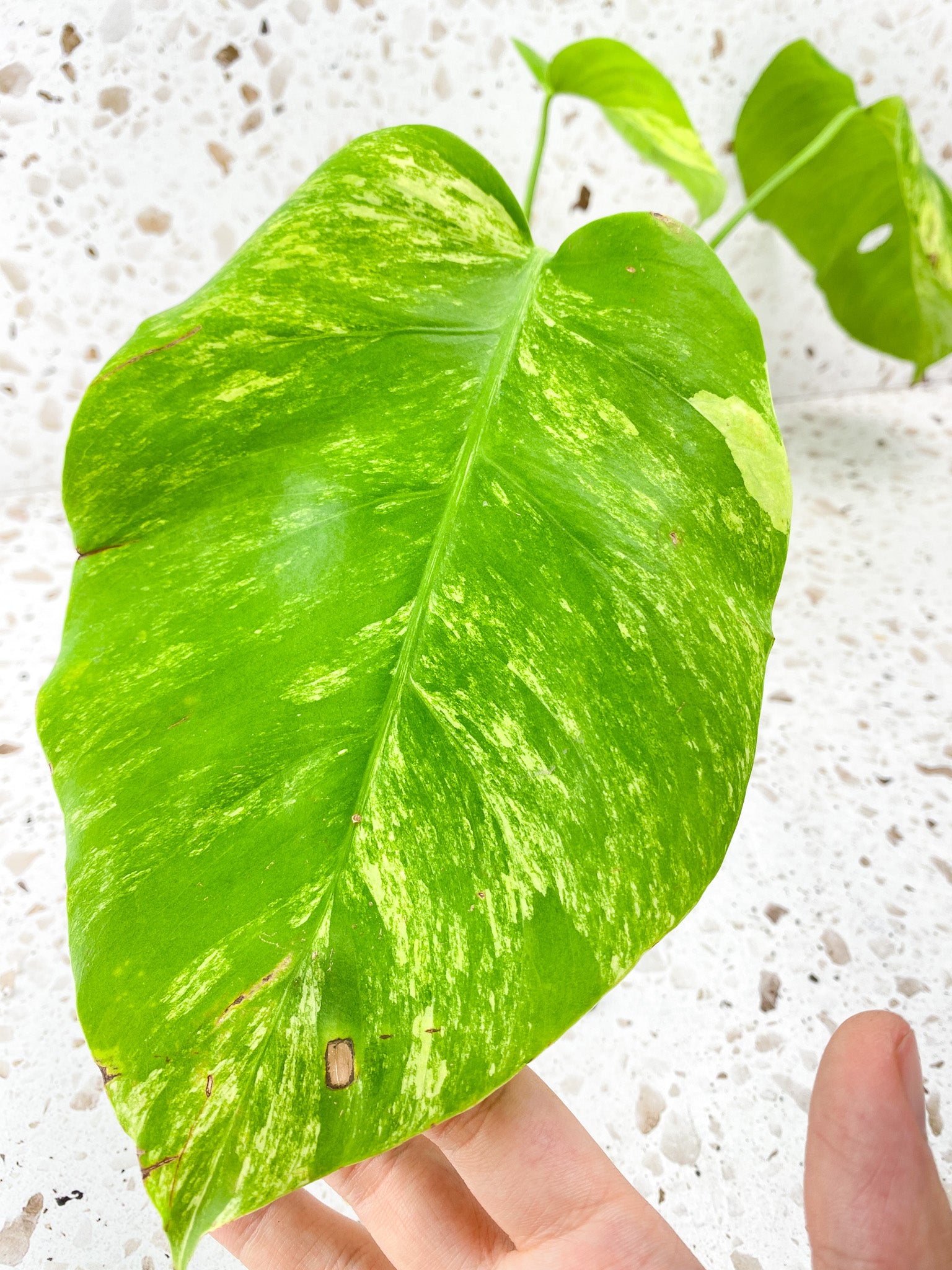 Monstera Aurea Tricolor 3 leaf top cutting