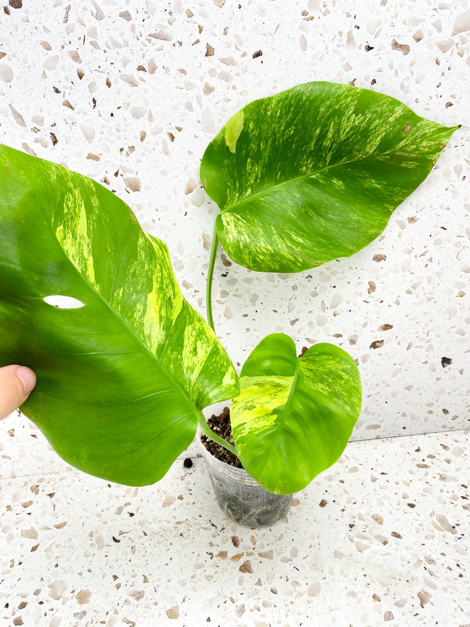 Monstera Aurea Tricolor 3 leaf top cutting