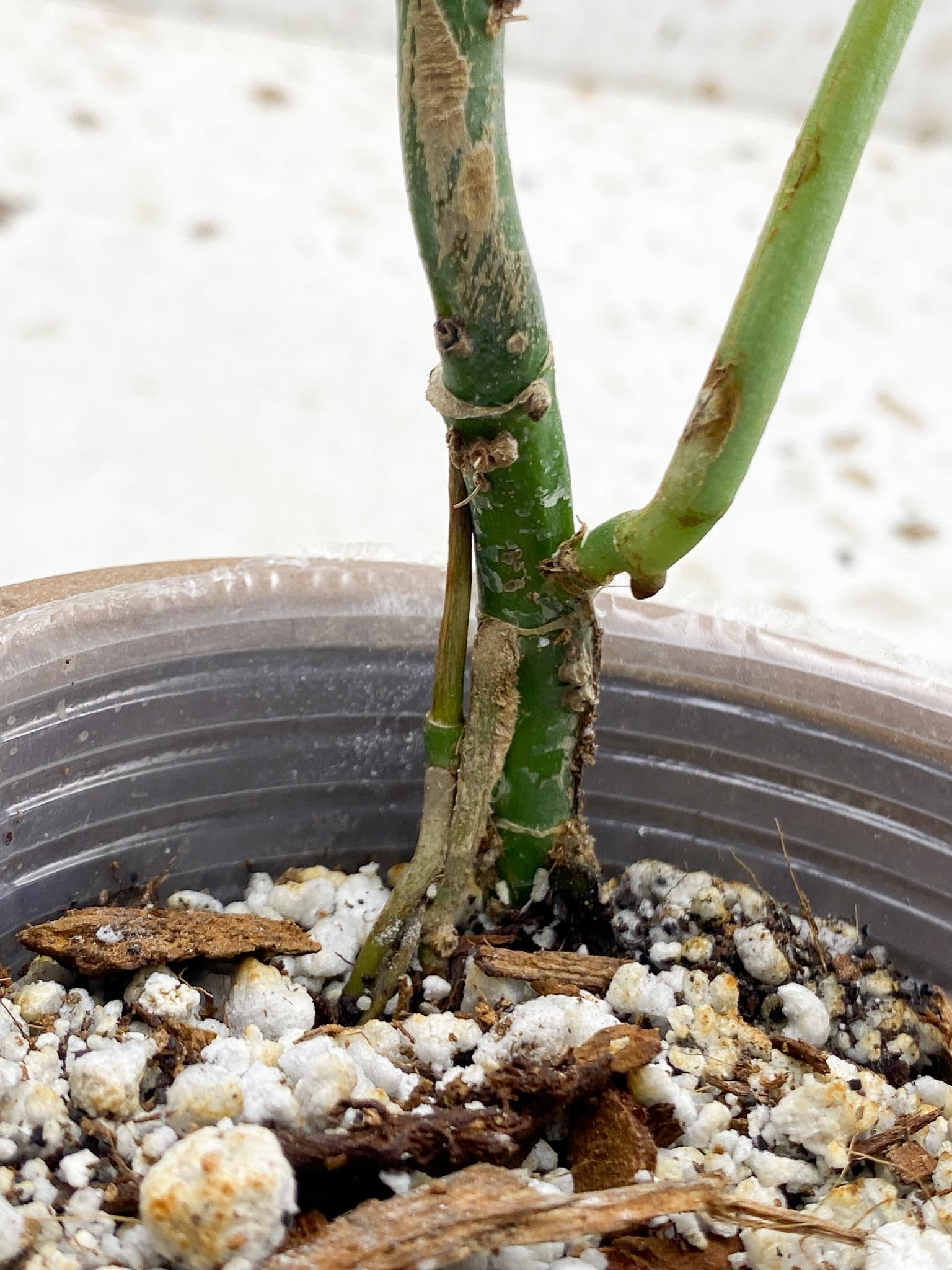 Monstera Obliqua peruvian 1 Leaf 4 Nodes  1 Growing Bud Rooted