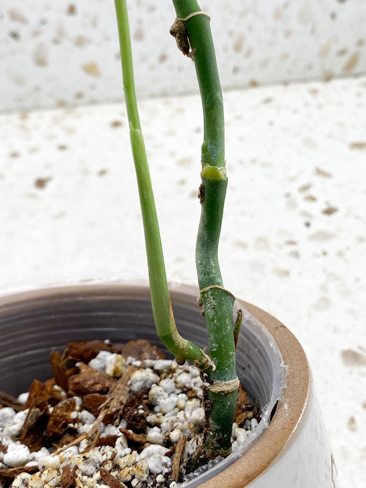 Monstera Obliqua peruvian 1 Leaf 4 Nodes  1 Growing Bud Rooted