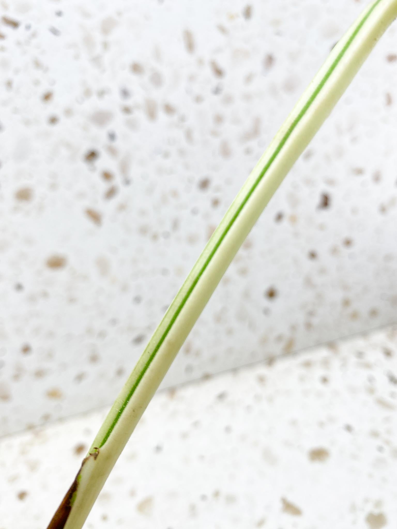 Monstera albo Japanese White Tiger Variegated 2 Leaves  2 Nodes  Rooted