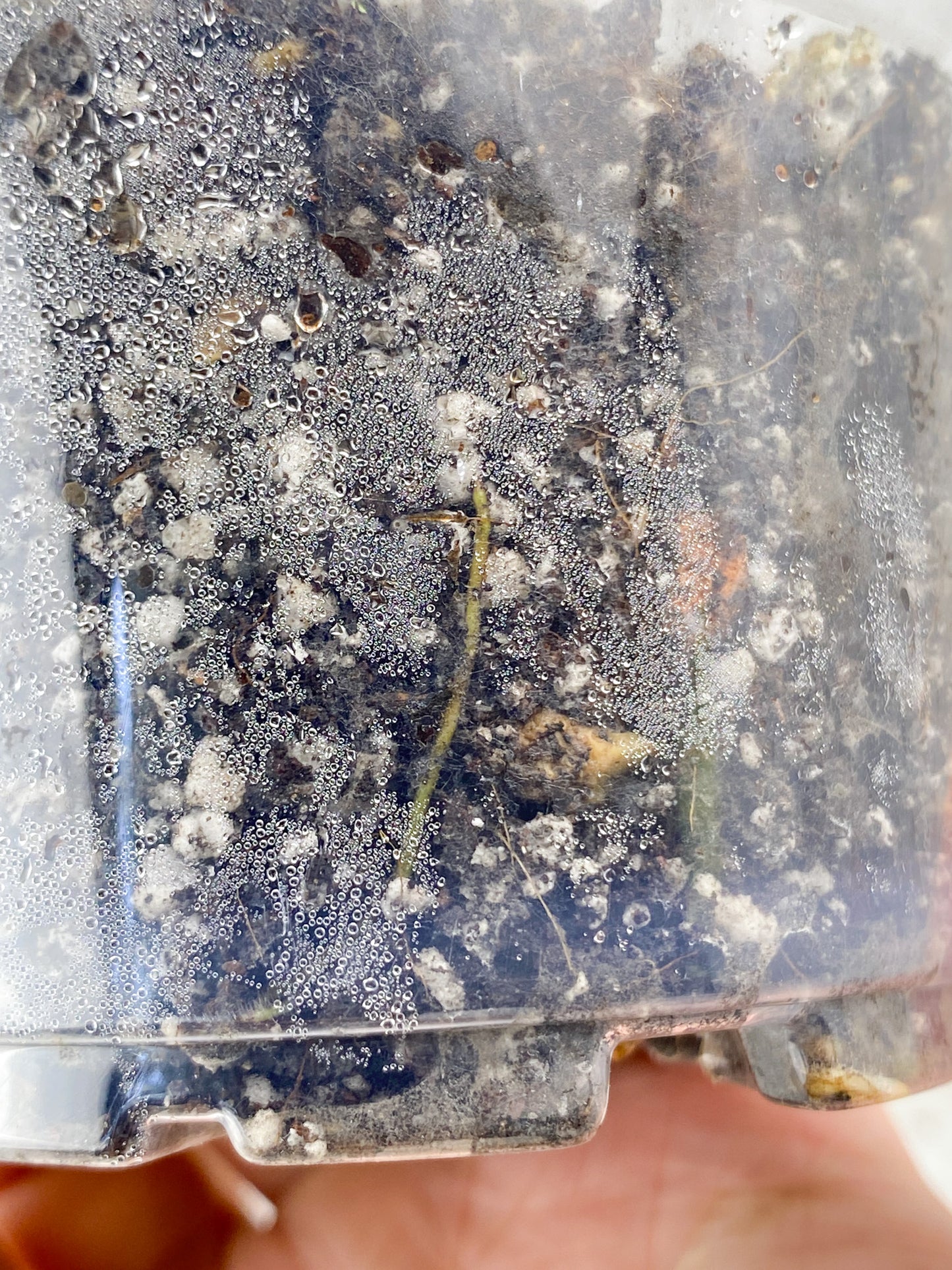 Monstera Laniata Variegated node with sprout