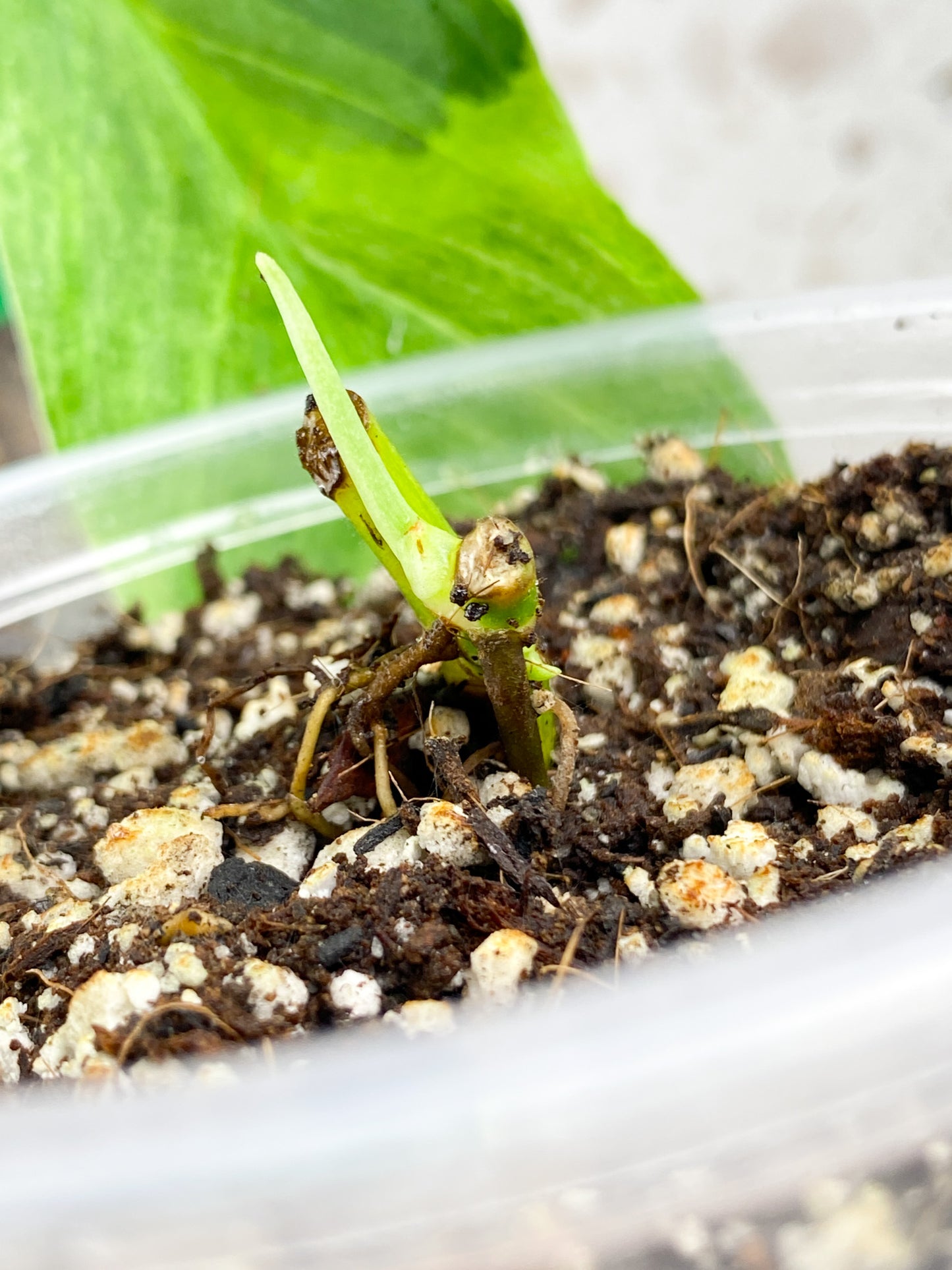 Monstera Laniata Variegated node with sprout