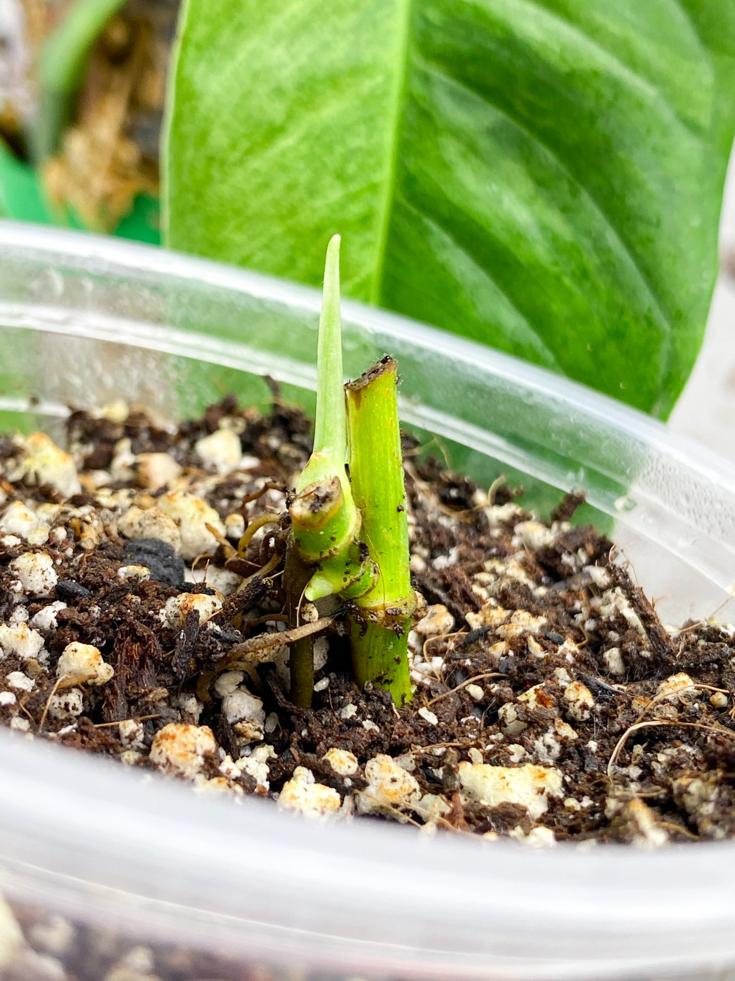 Monstera Laniata Variegated node with sprout