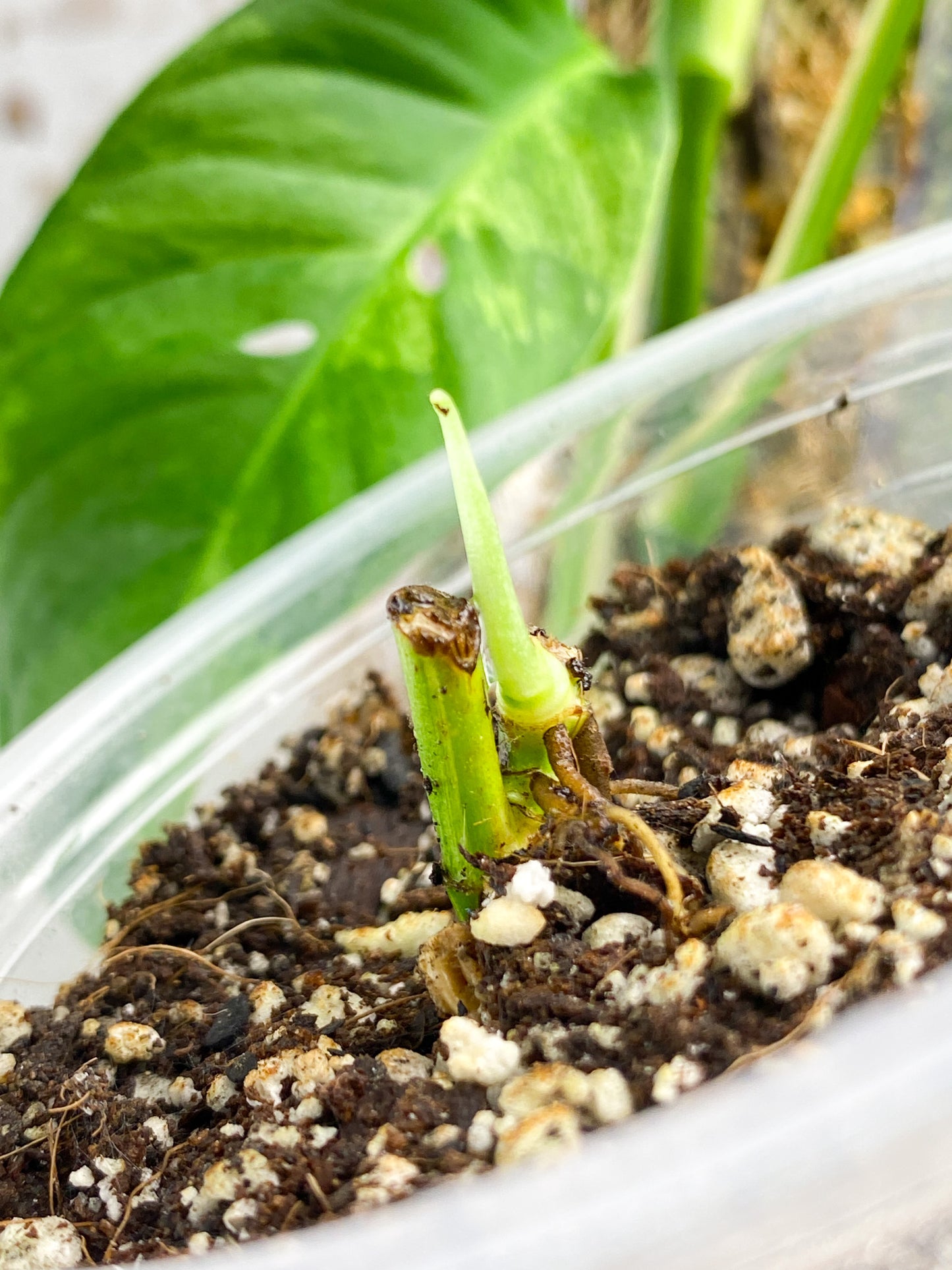 Monstera Laniata Variegated node with sprout