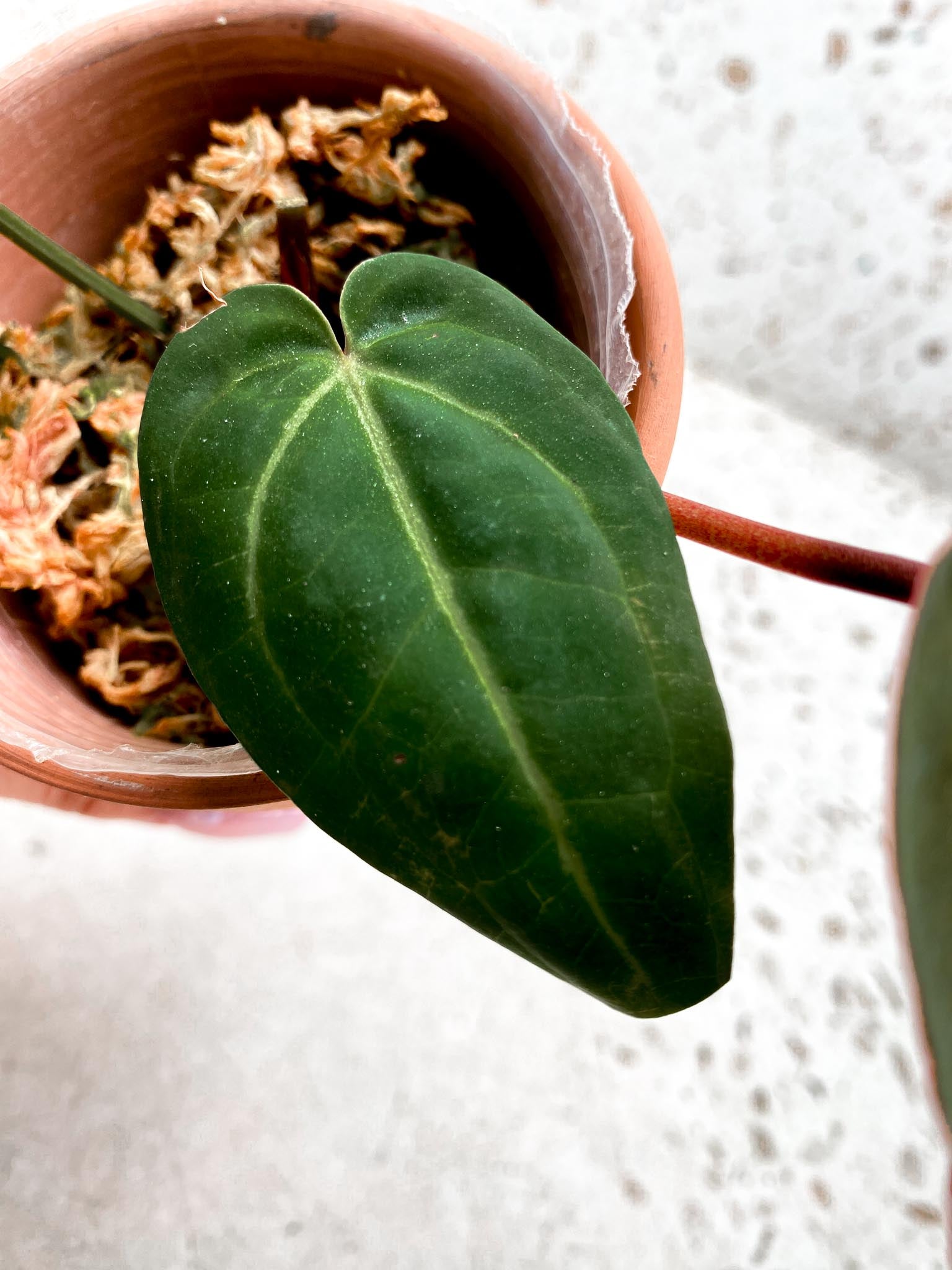 Anthurium Wonderboy X Michelle 2 Leaves  2 Nodes  Rooted