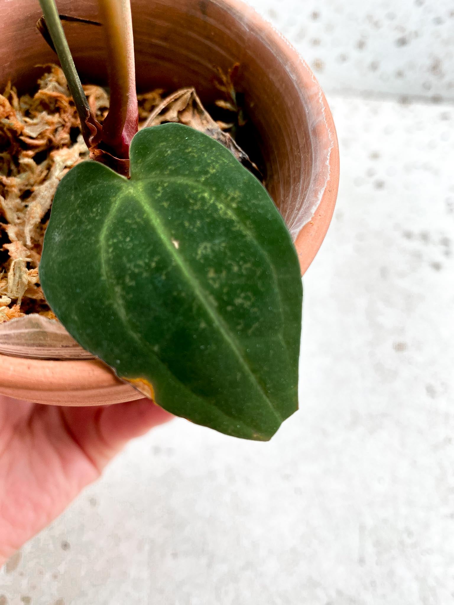 Anthurium Wonderboy X Michelle 4 Leaves  4 Nodes  Rooted