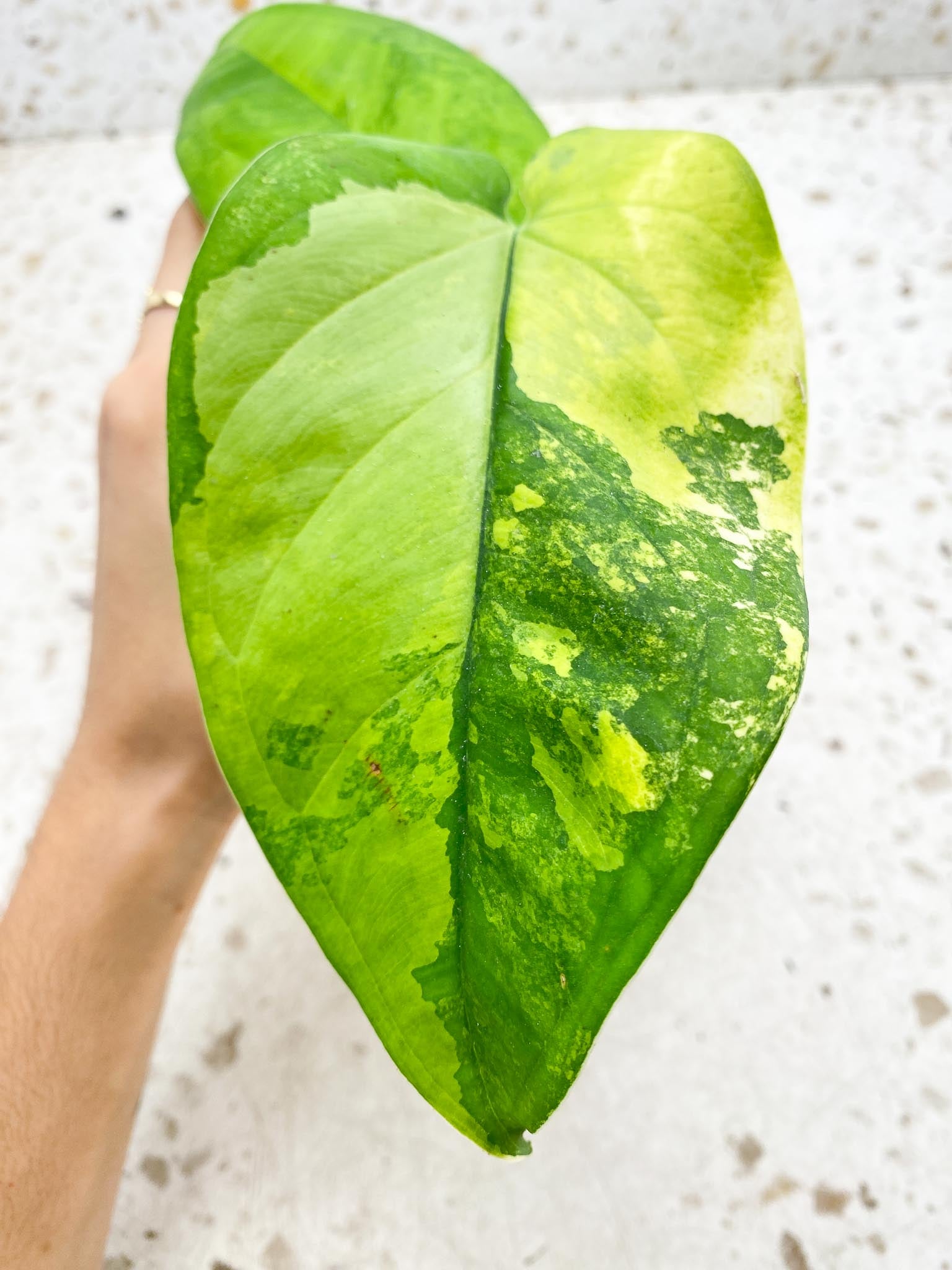 Syngonium Chiapense Variegated 2 Leaves  2 Nodes  Slightly Rooted