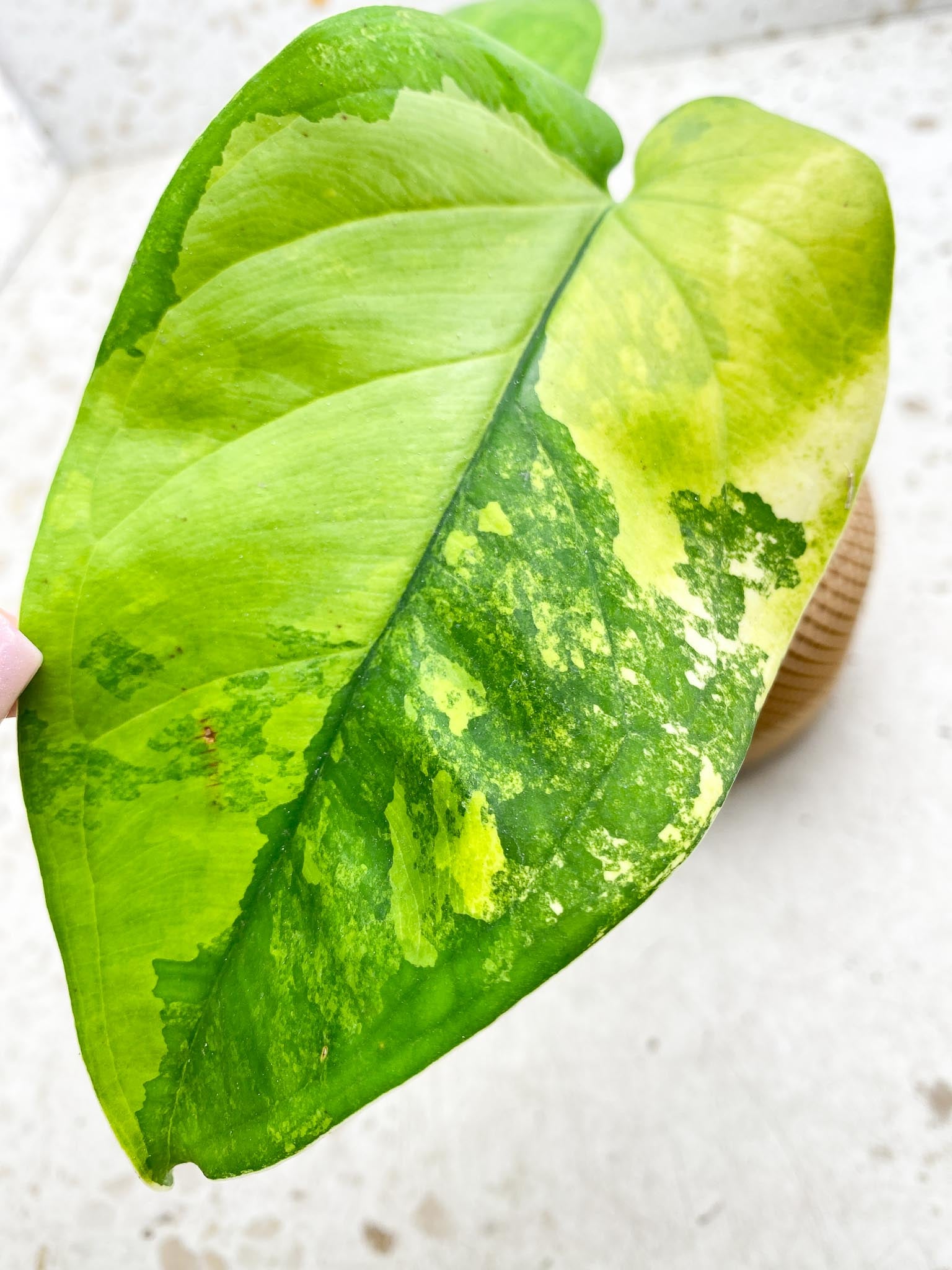 Syngonium Chiapense Variegated 2 Leaves  2 Nodes  Slightly Rooted