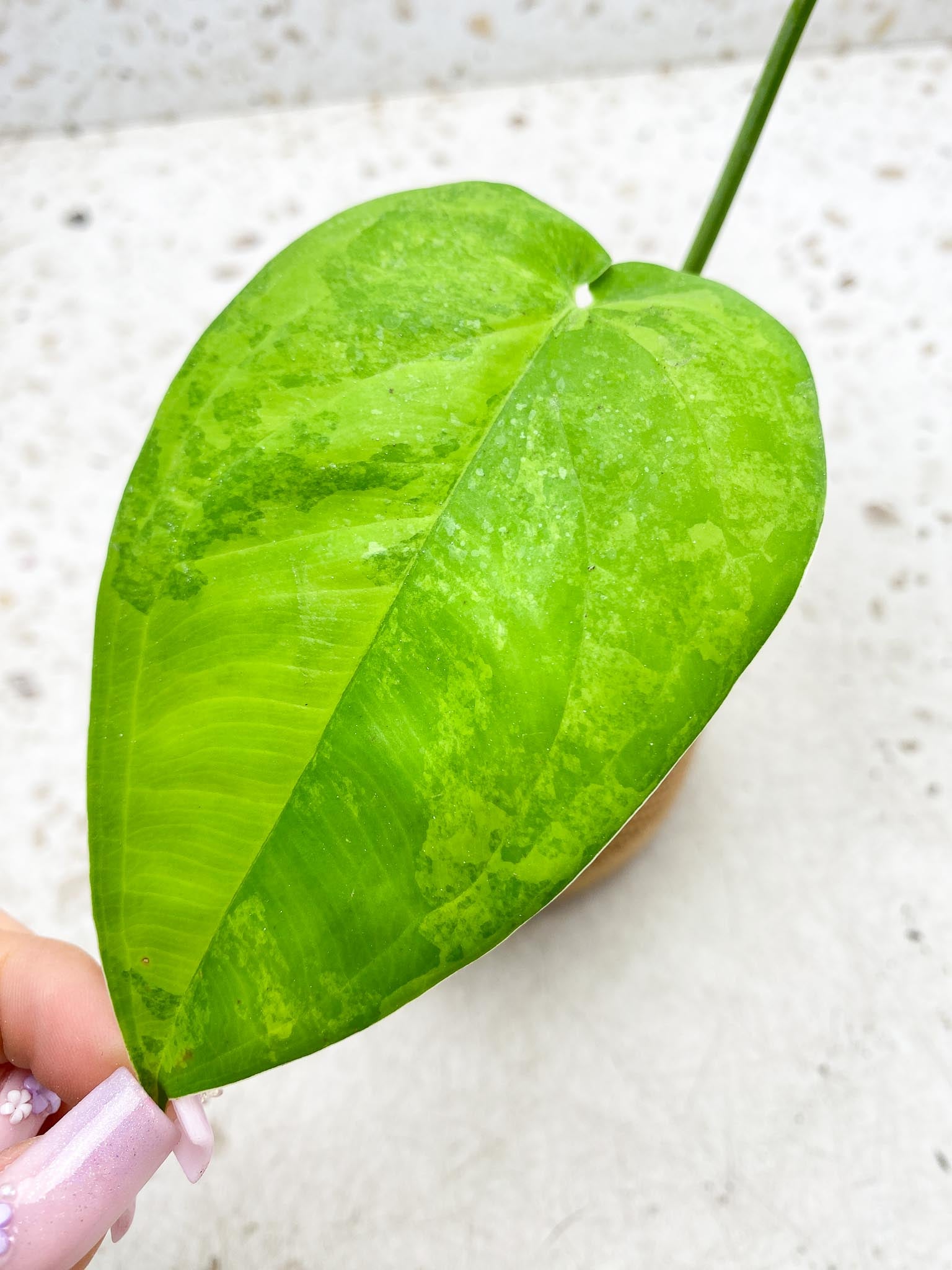 Syngonium Chiapense Variegated 2 Leaves  2 Nodes  Slightly Rooted