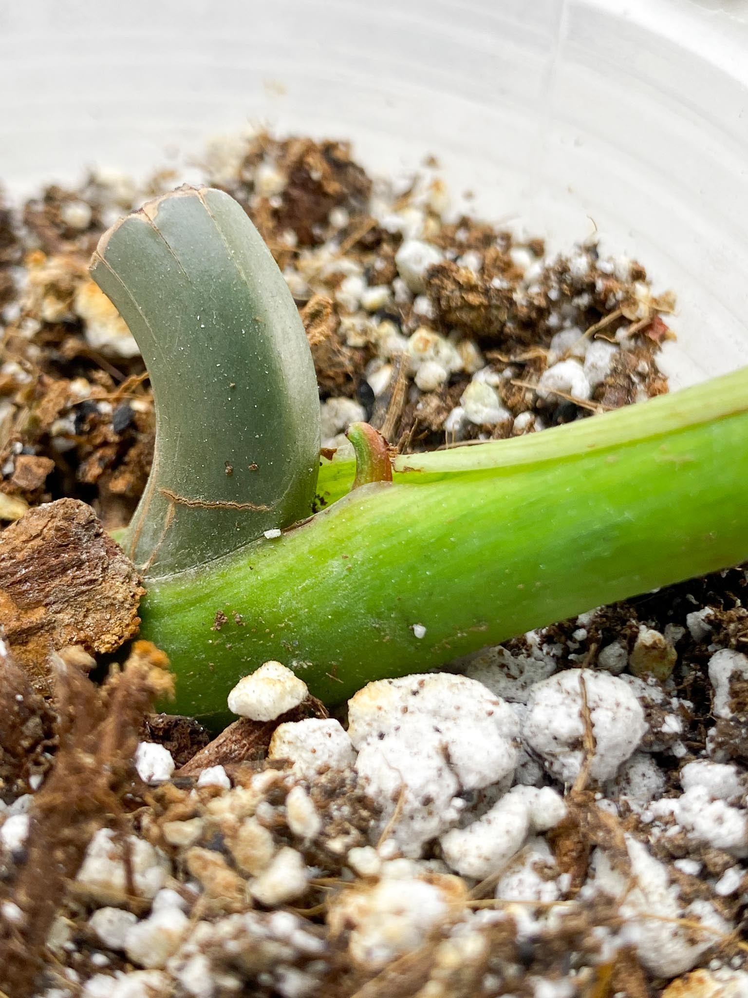 Philodendron Billietianum Wild Form 2 Nodes  1 Sprout Rooted