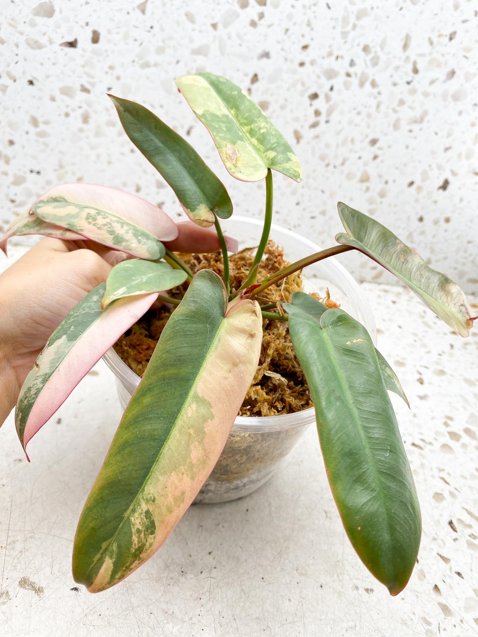 Philodendron Atabaooense Variegated Pink Mother plant Showcase