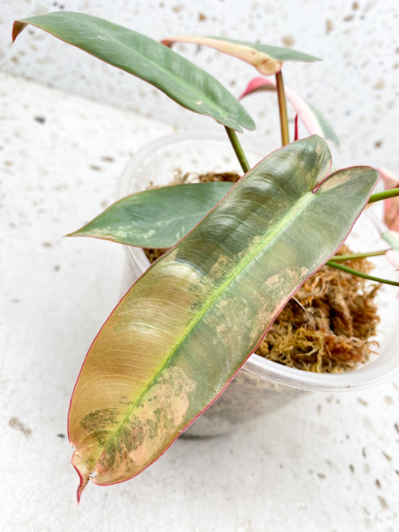 Philodendron Atabaooense Variegated Pink Mother plant Showcase