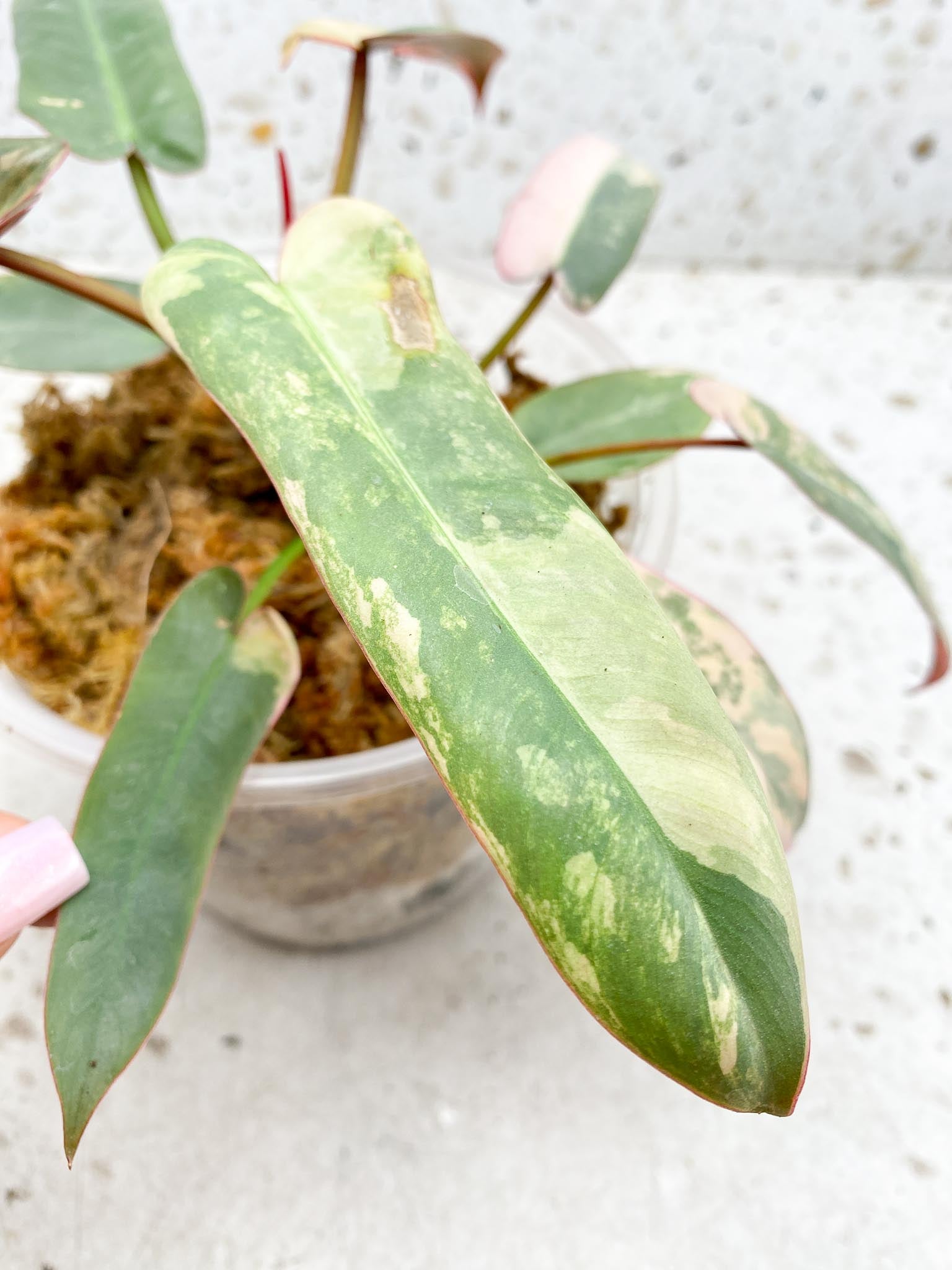 Philodendron Atabaooense Variegated Pink Mother plant Showcase