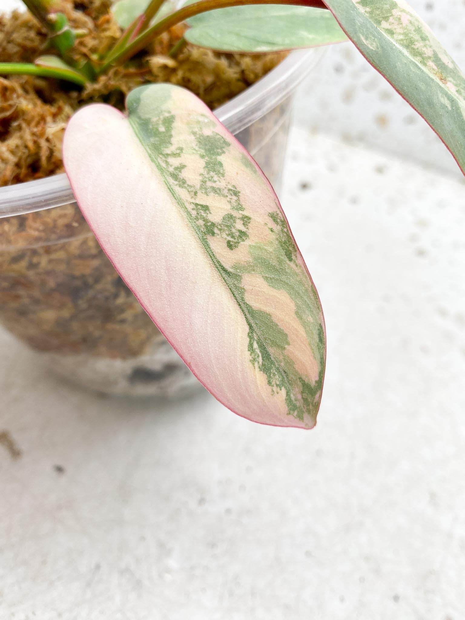 Philodendron Atabaooense Variegated Pink Mother plant Showcase