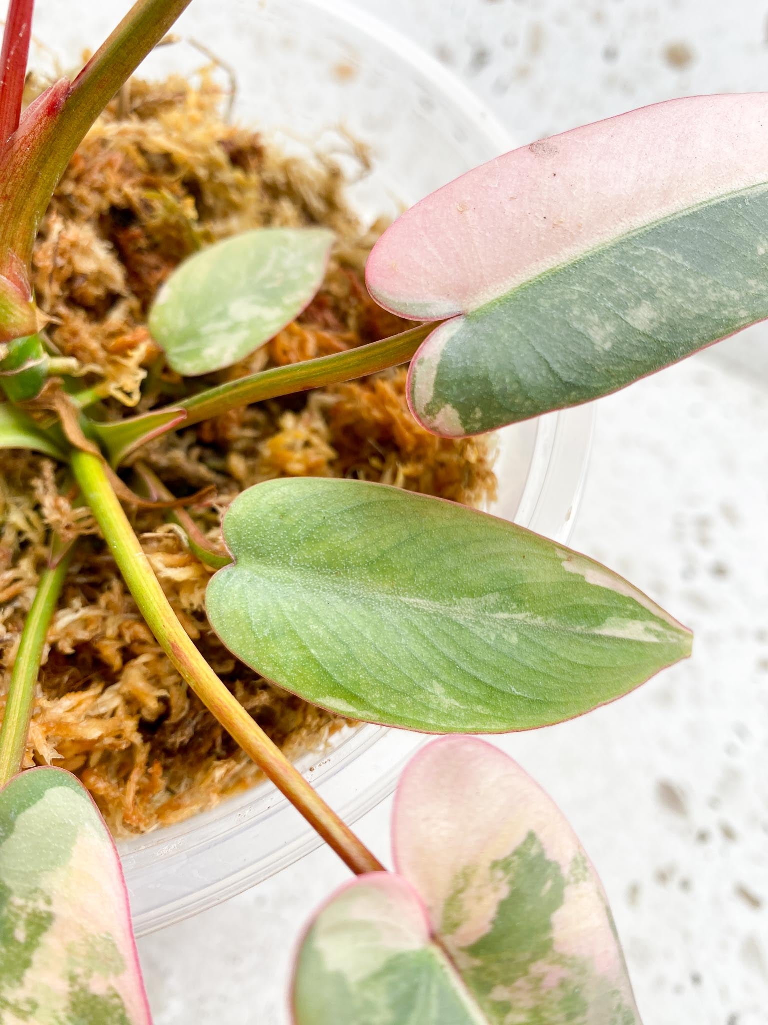 Philodendron Atabaooense Variegated Pink Mother plant Showcase