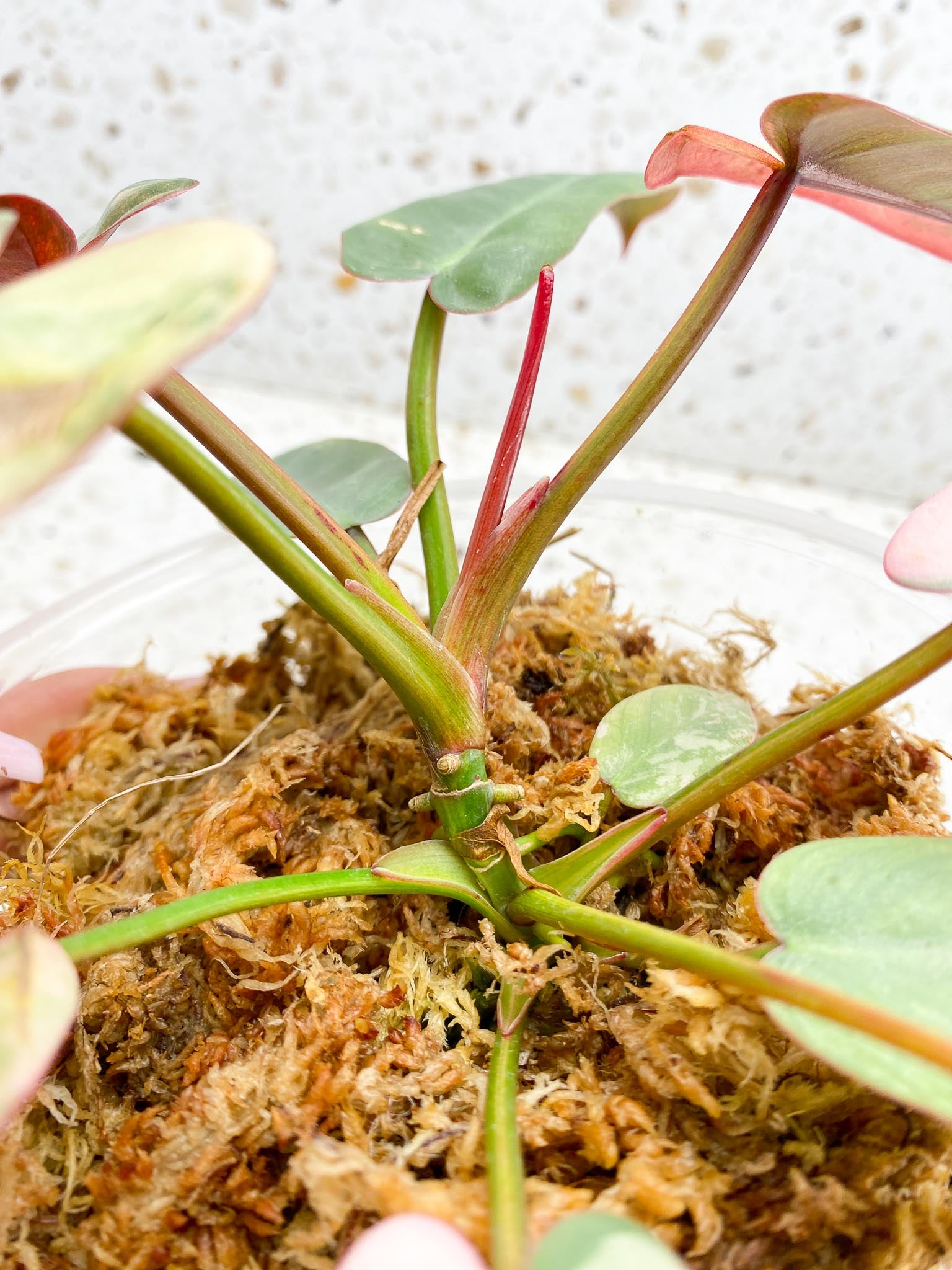 Philodendron Atabaooense Variegated Pink Mother plant Showcase