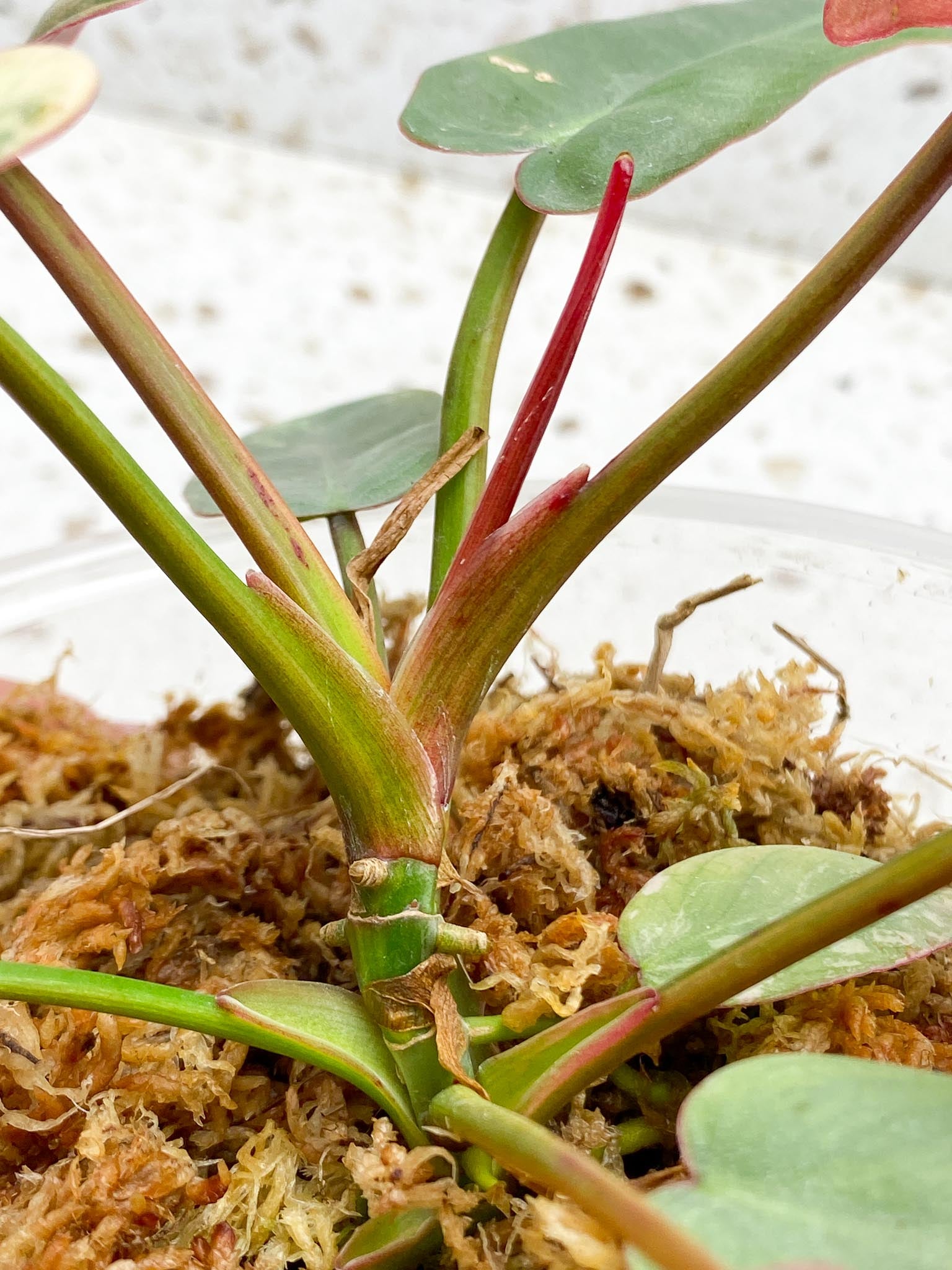 Philodendron Atabaooense Variegated Pink Mother plant Showcase