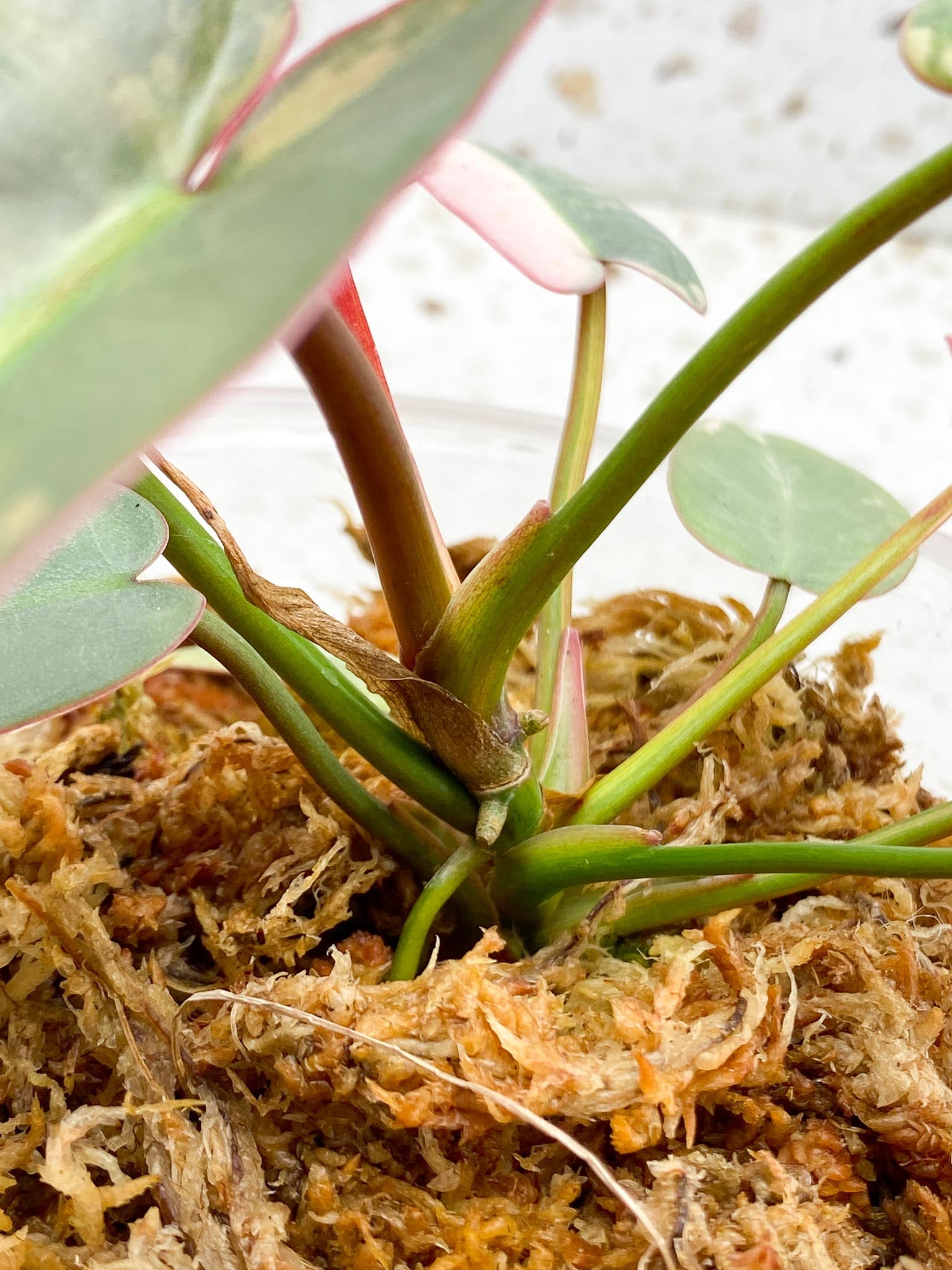 Philodendron Atabaooense Variegated Pink Mother plant Showcase