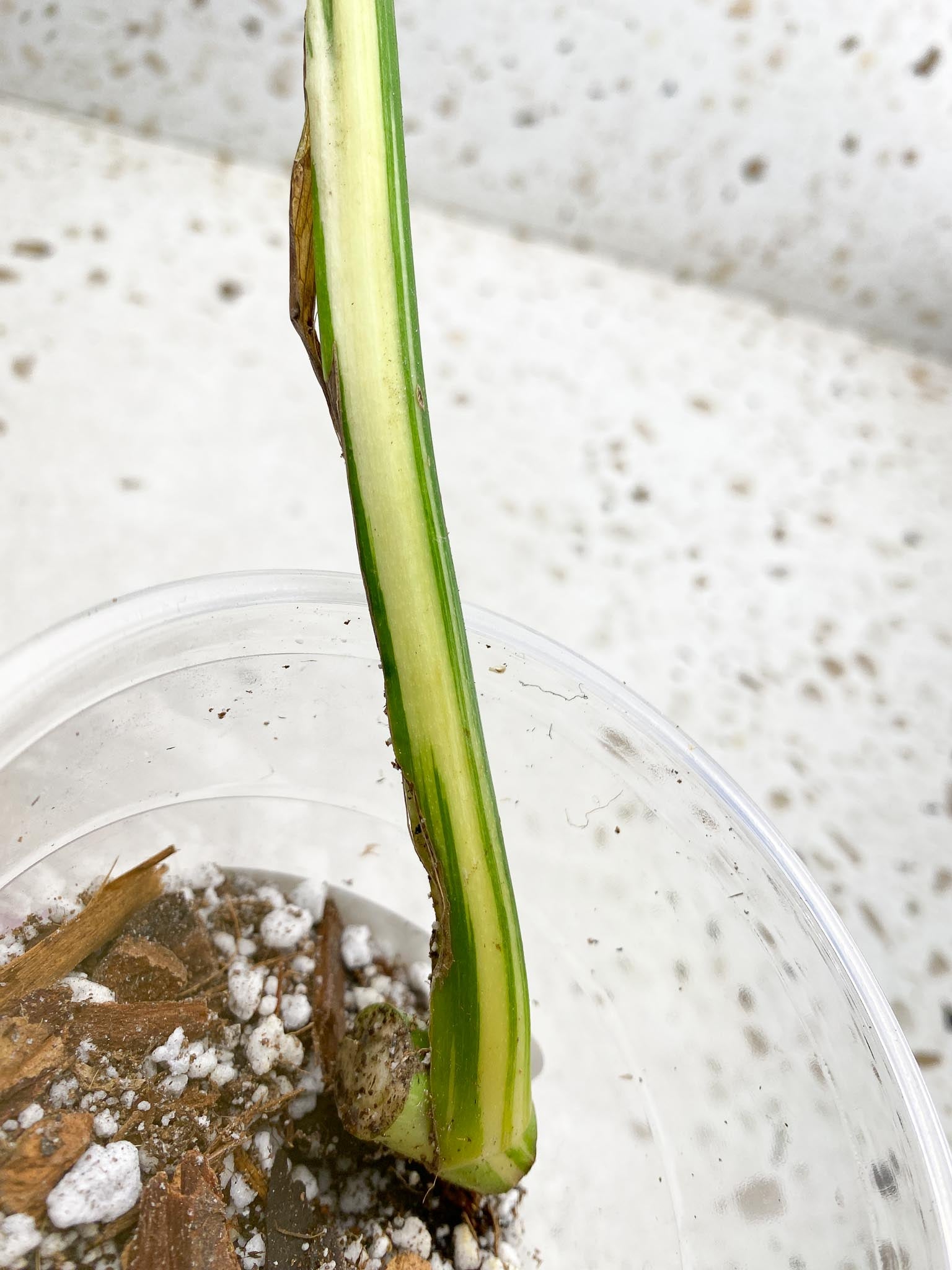 Monstera Thai Constellation Variegated 1 Leaf 1 Node  Slightly Rooted