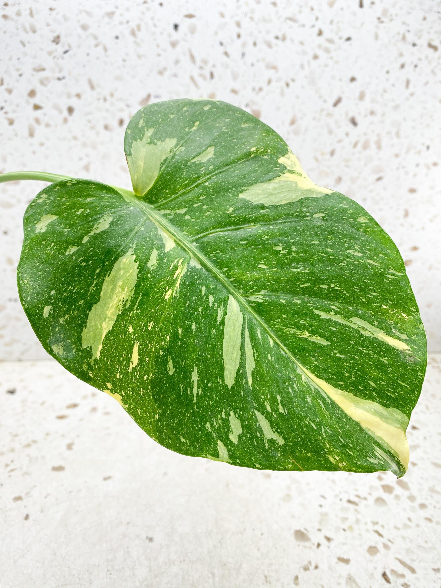 Monstera Thai Constellation Variegated 1 Leaf Multiple options