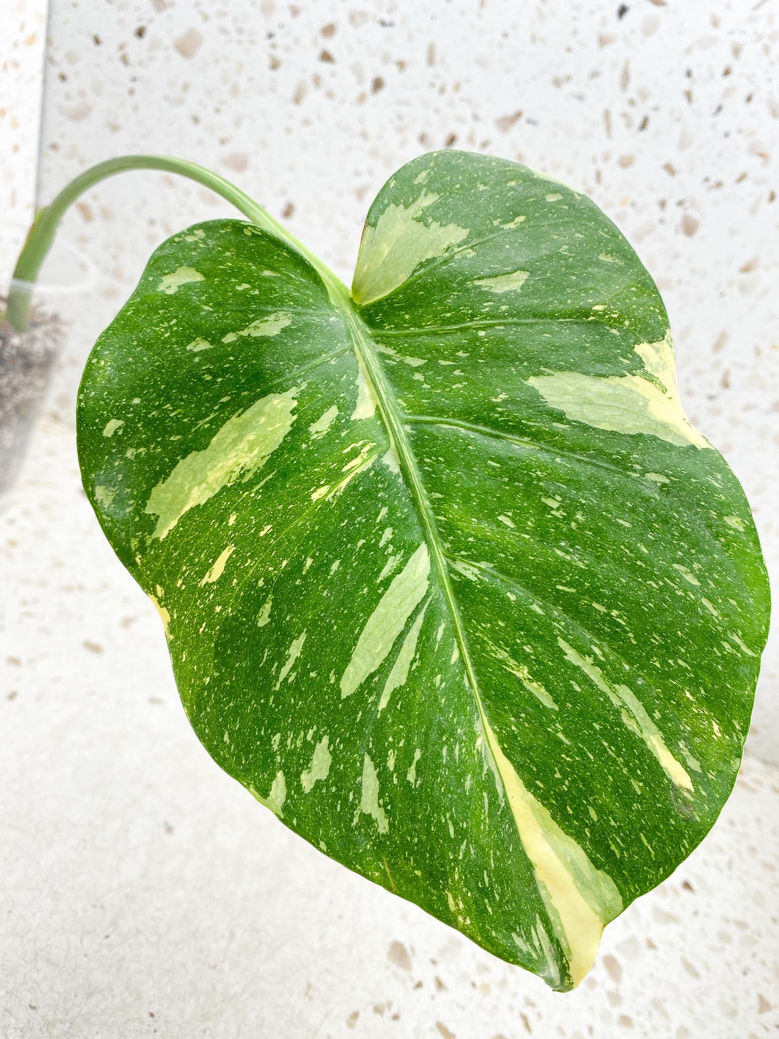 Monstera Thai Constellation Variegated 1 Leaf Multiple options