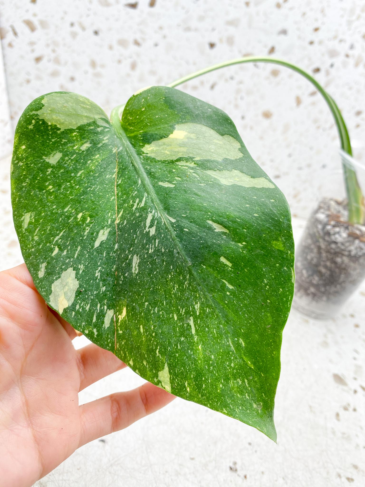 Monstera Thai Constellation Variegated 1 Leaf Multiple options