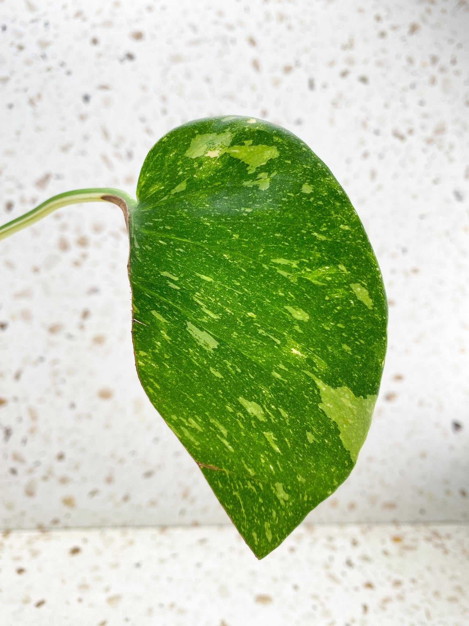 Monstera Thai Constellation Variegated 1 Leaf 1 Node  Rooted