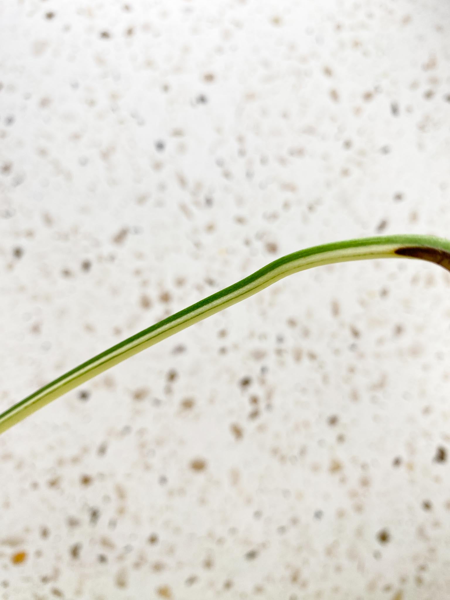 Monstera Thai Constellation Variegated 1 Leaf 1 Node  Rooted