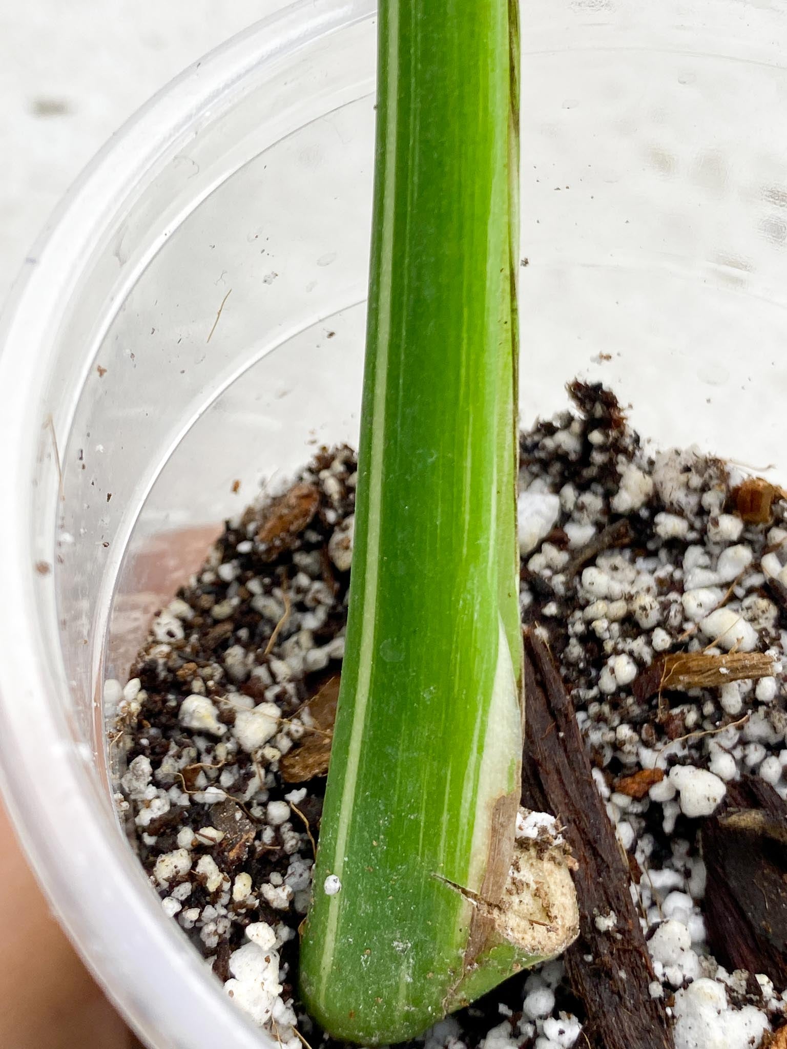 Monstera Thai Constellation Variegated 1 Leaf 1 Node  Rooted