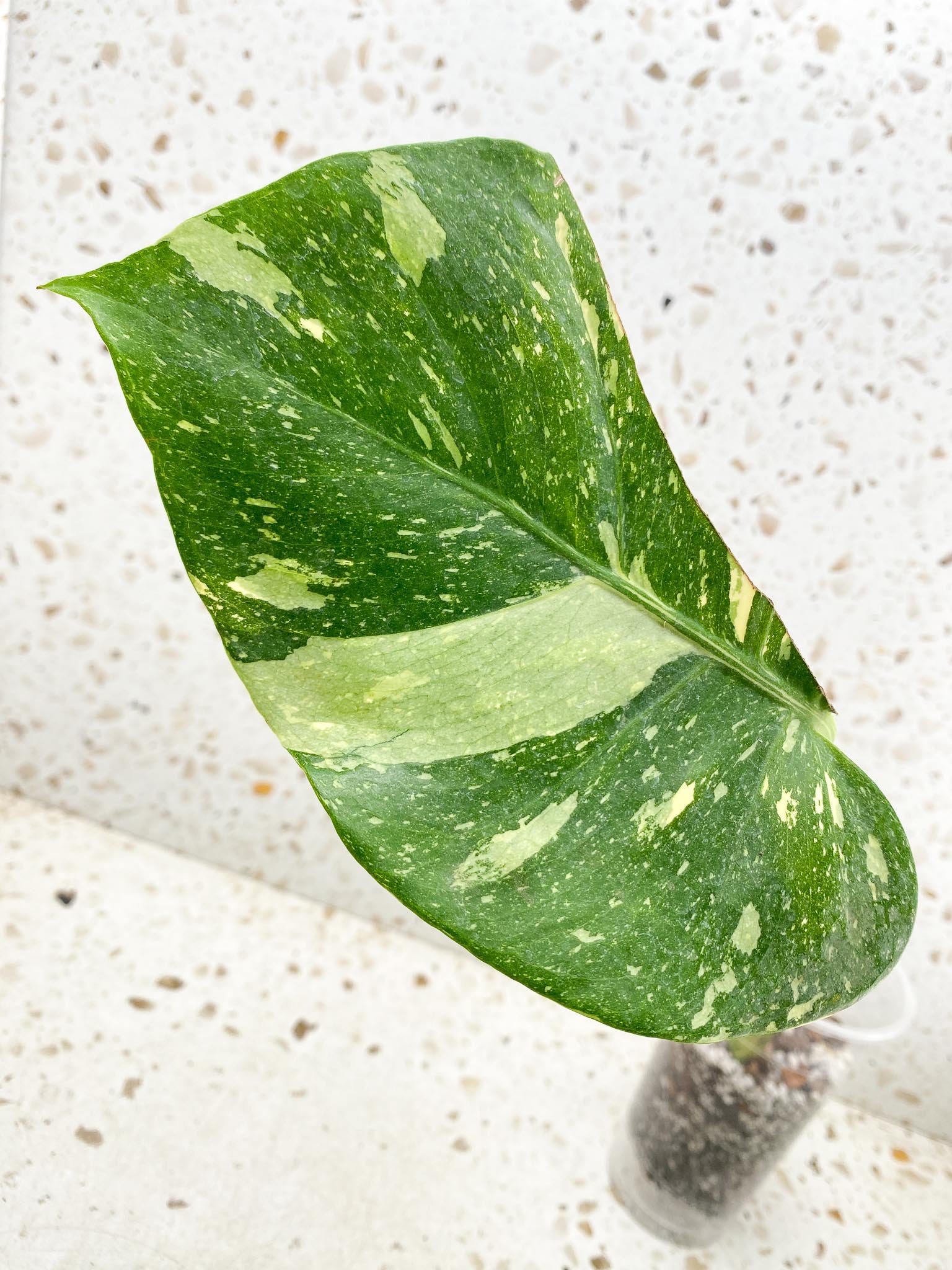 Monstera Thai Constellation Variegated 1 Leaf 1 Node  Rooted