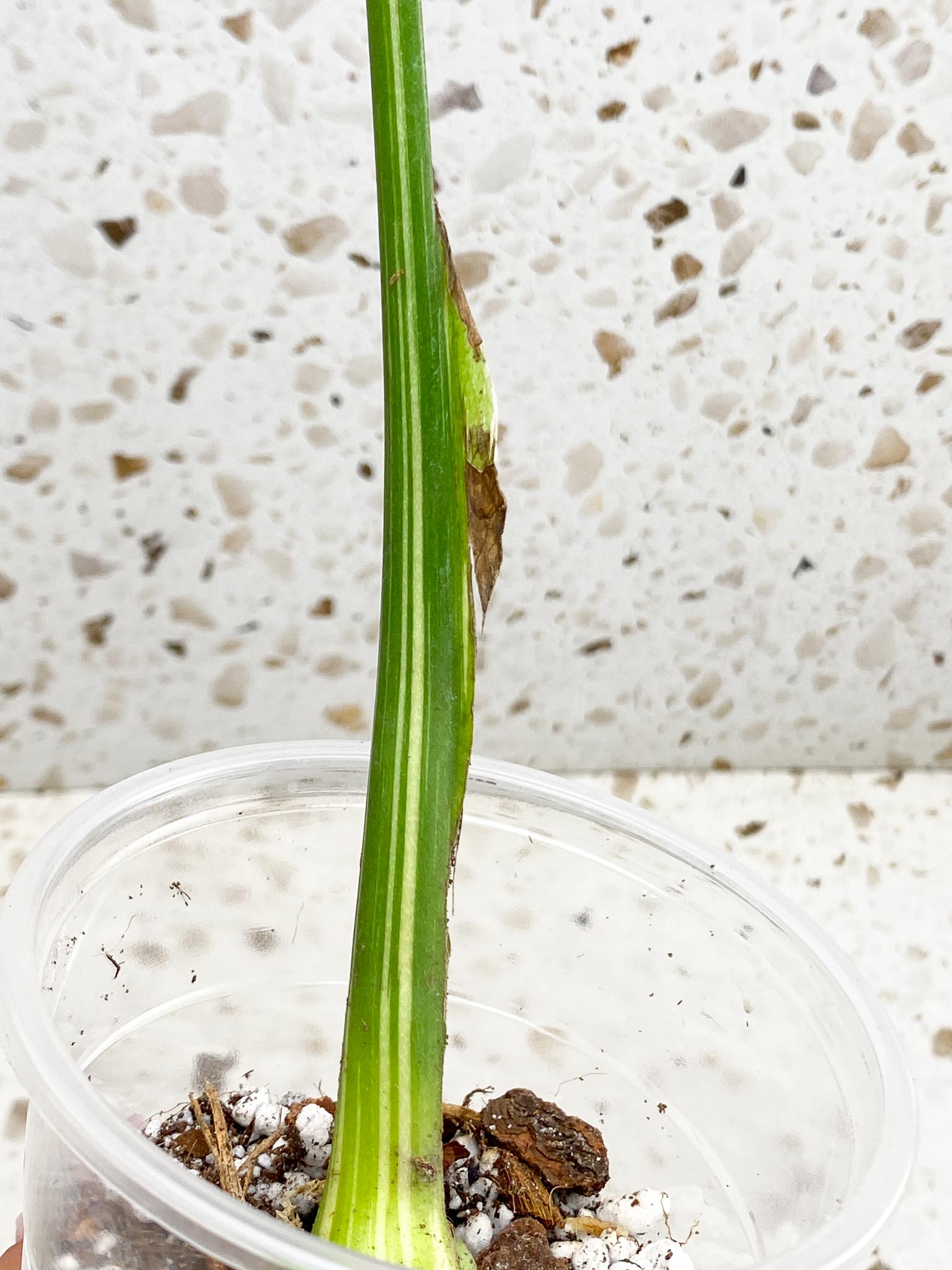 Monstera Thai Constellation Variegated 1 Leaf 1 Node  Rooted