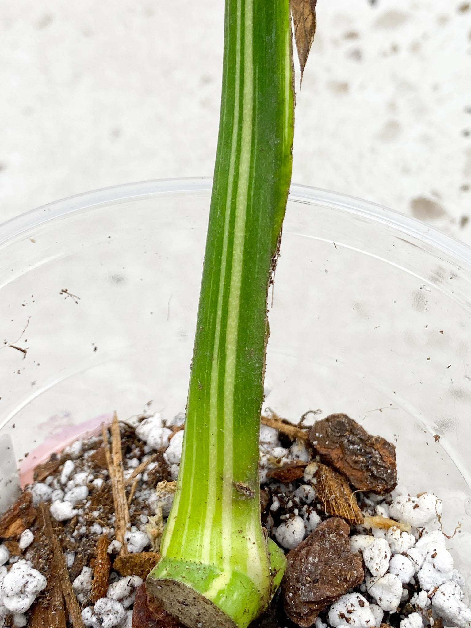 Monstera Thai Constellation Variegated 1 Leaf 1 Node  Rooted