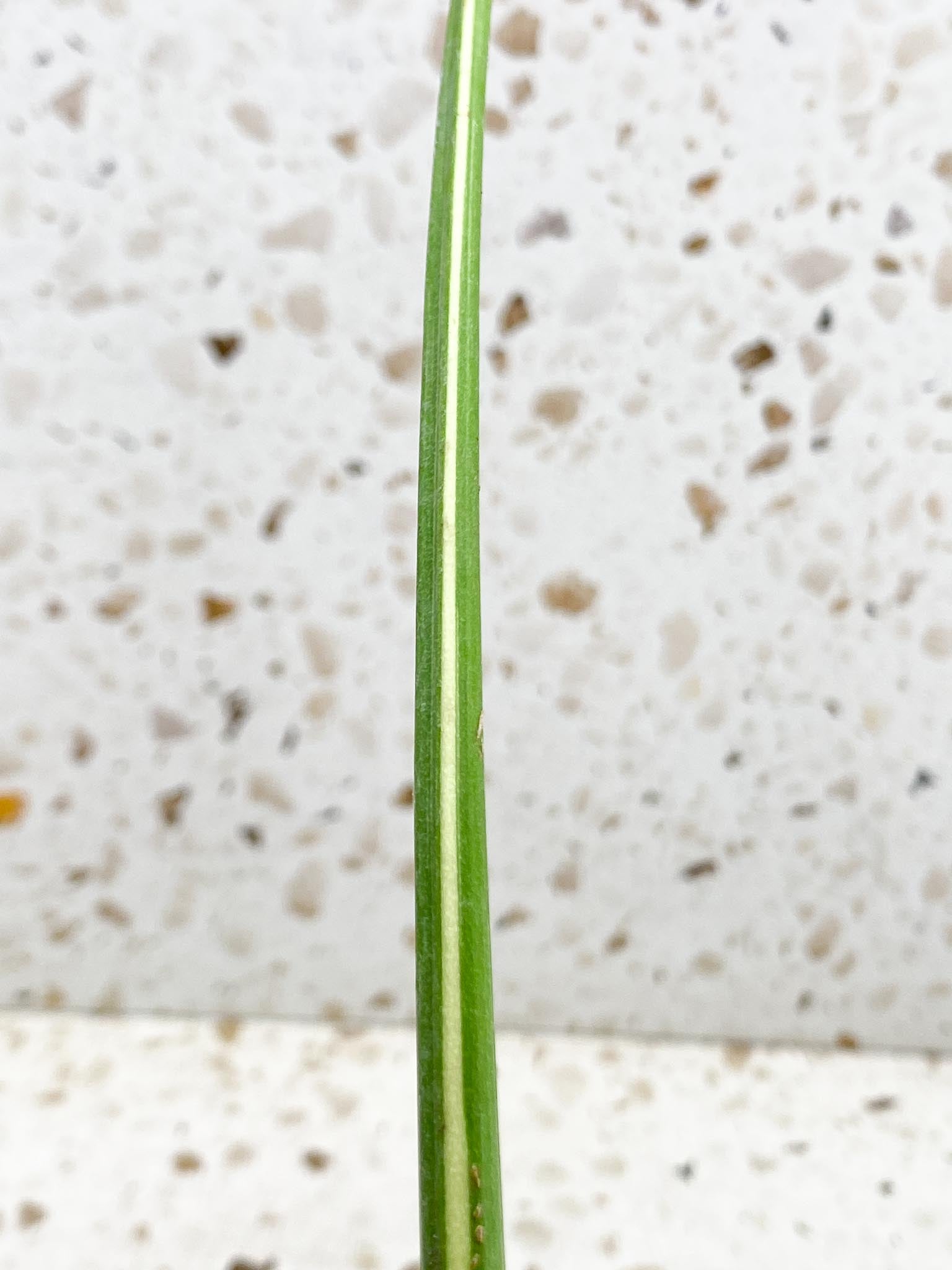 Monstera Thai Constellation Variegated 1 Leaf 1 Node  Rooted