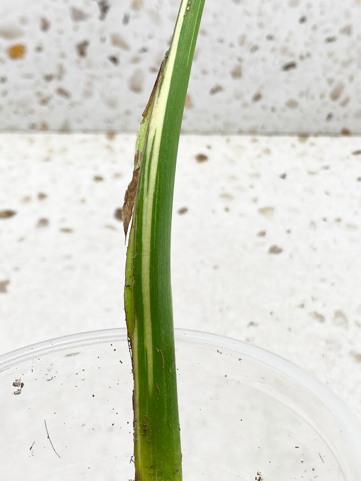 Monstera Thai Constellation Variegated 1 Leaf 1 Node  Rooted