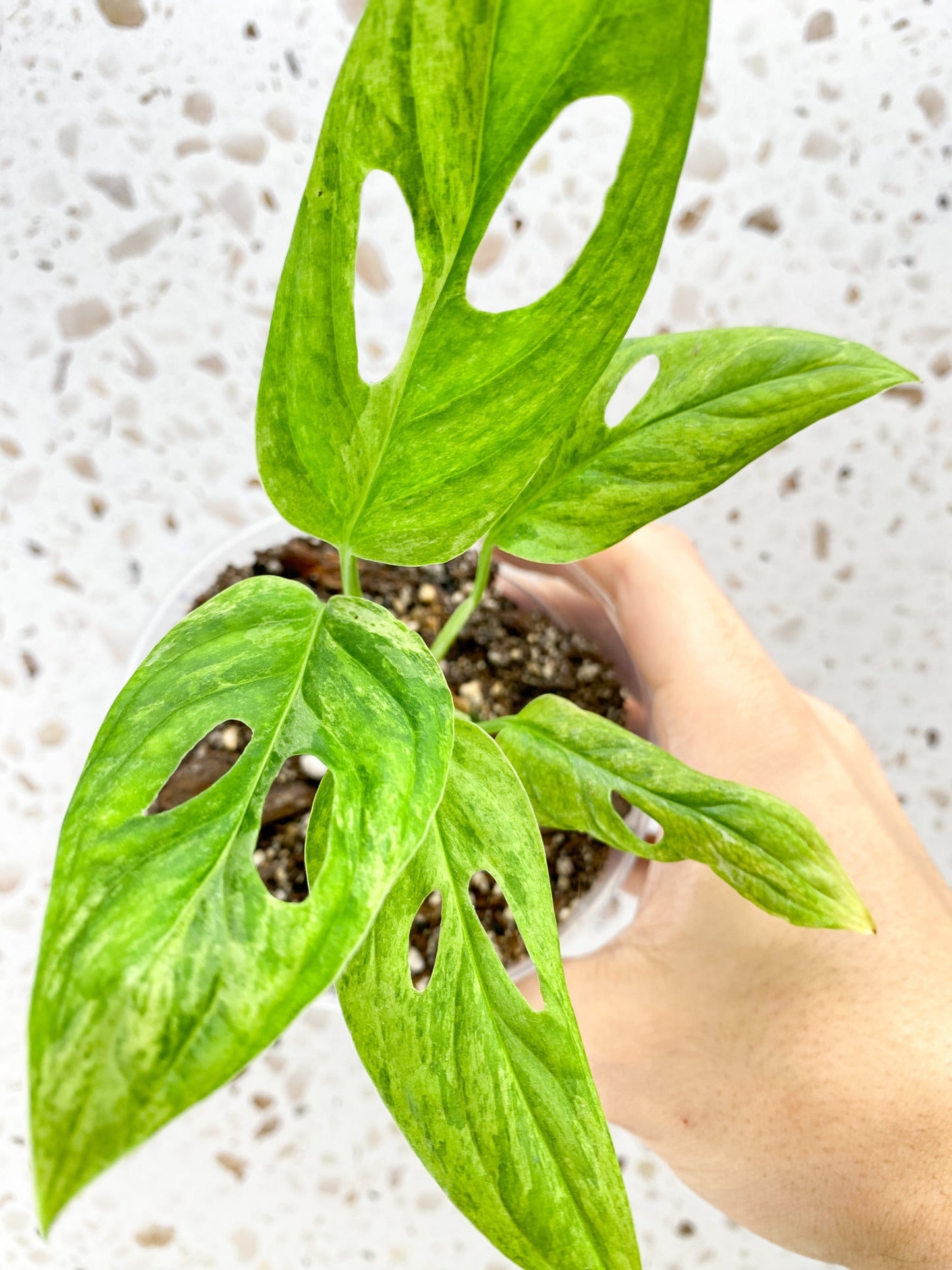 Monstera Adansonii Mint 5 leaf top cutting