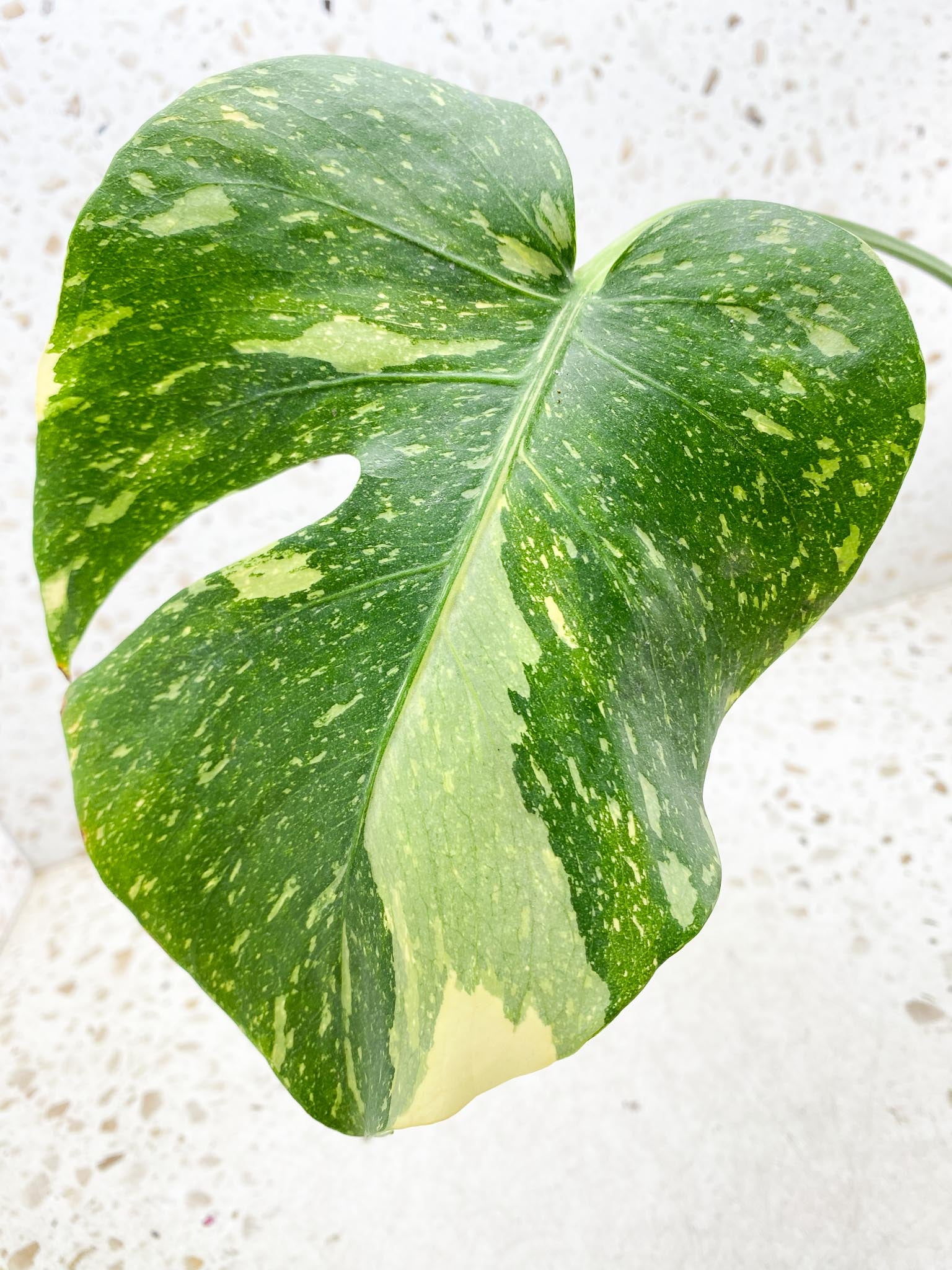 Monstera Thai Constellation Variegated 1 Leaf Multiple options