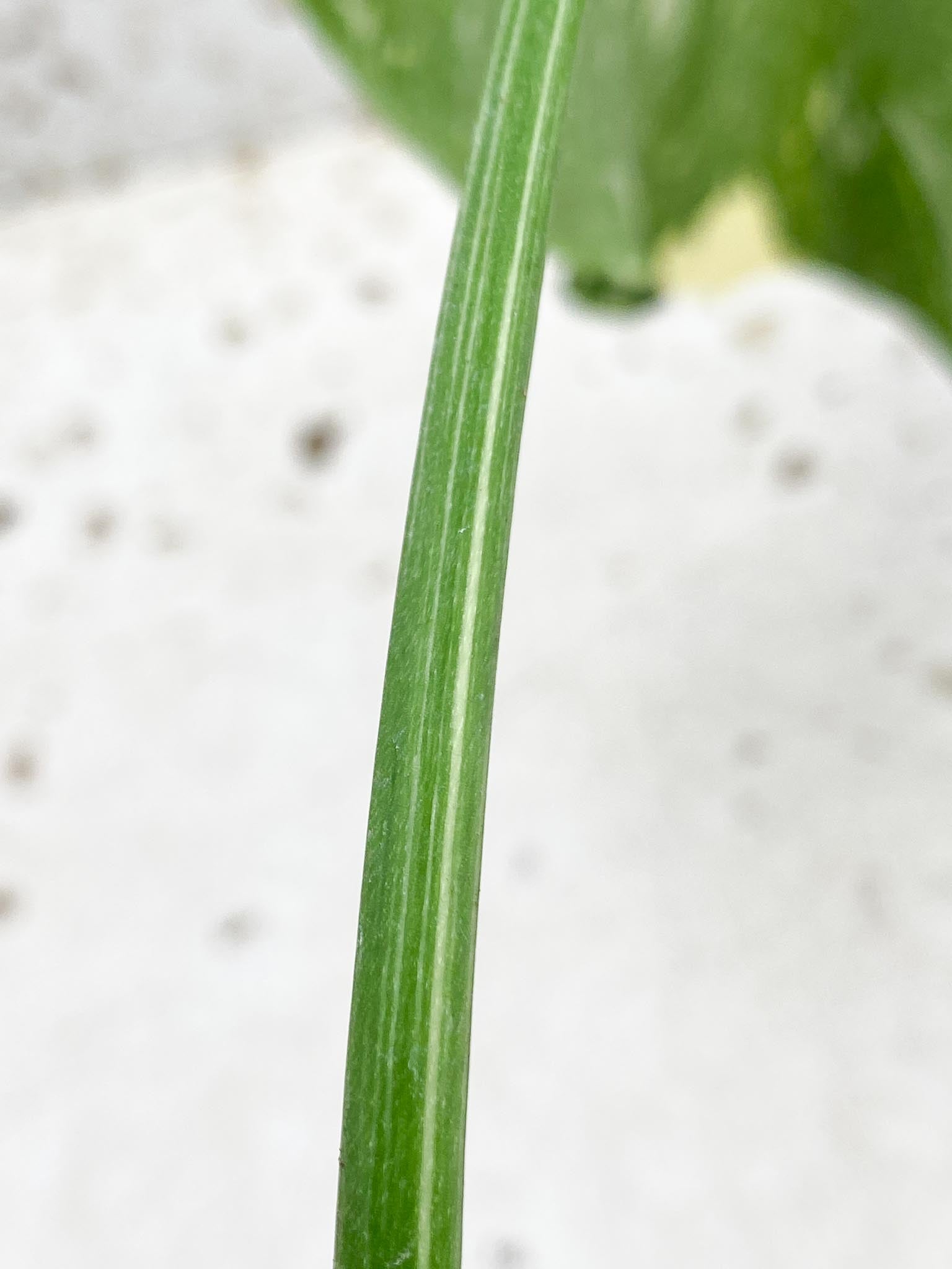 Monstera Thai Constellation Variegated 1 Leaf Multiple options