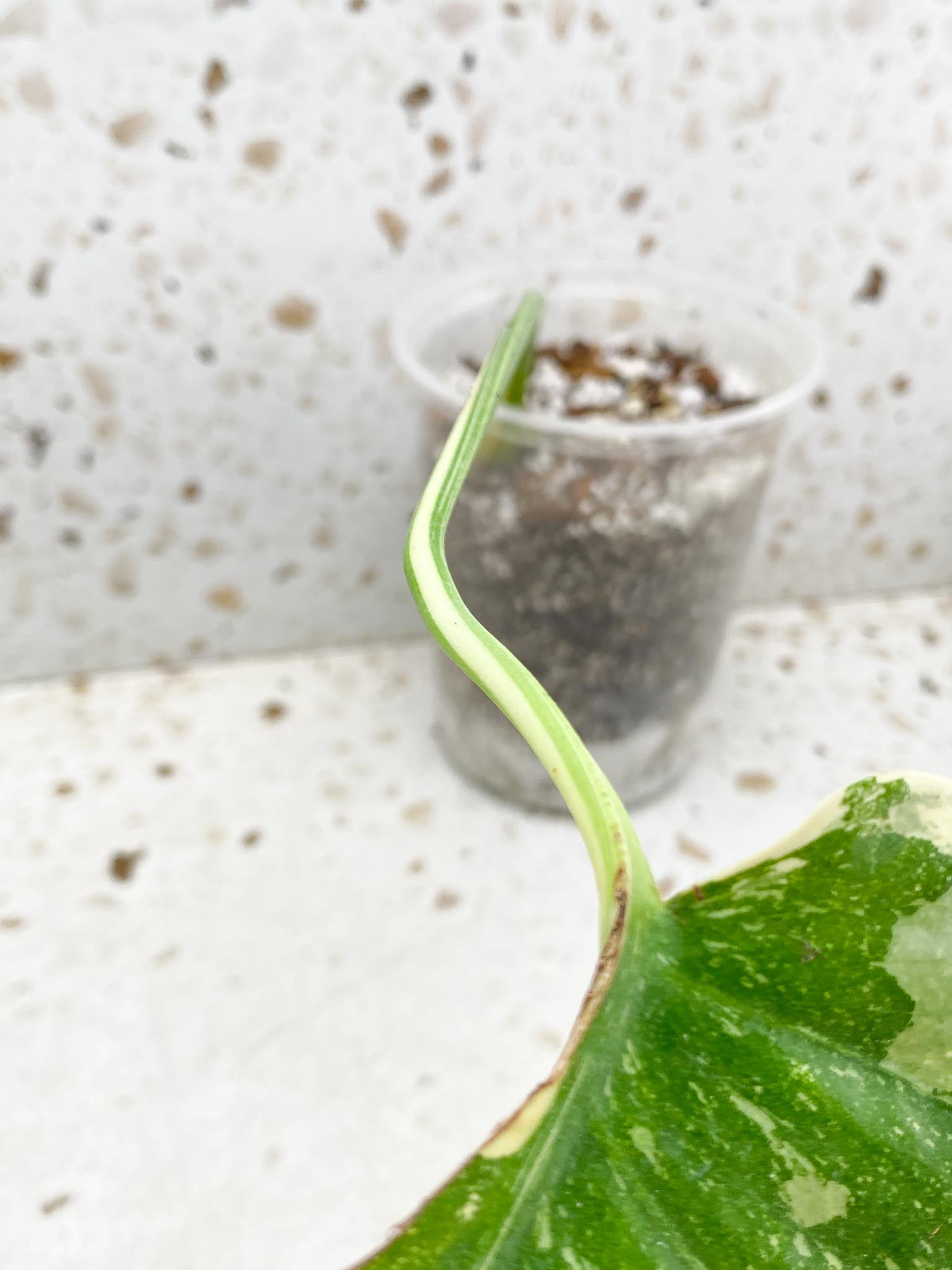 Monstera Thai Constellation Variegated 1 Leaf Multiple options