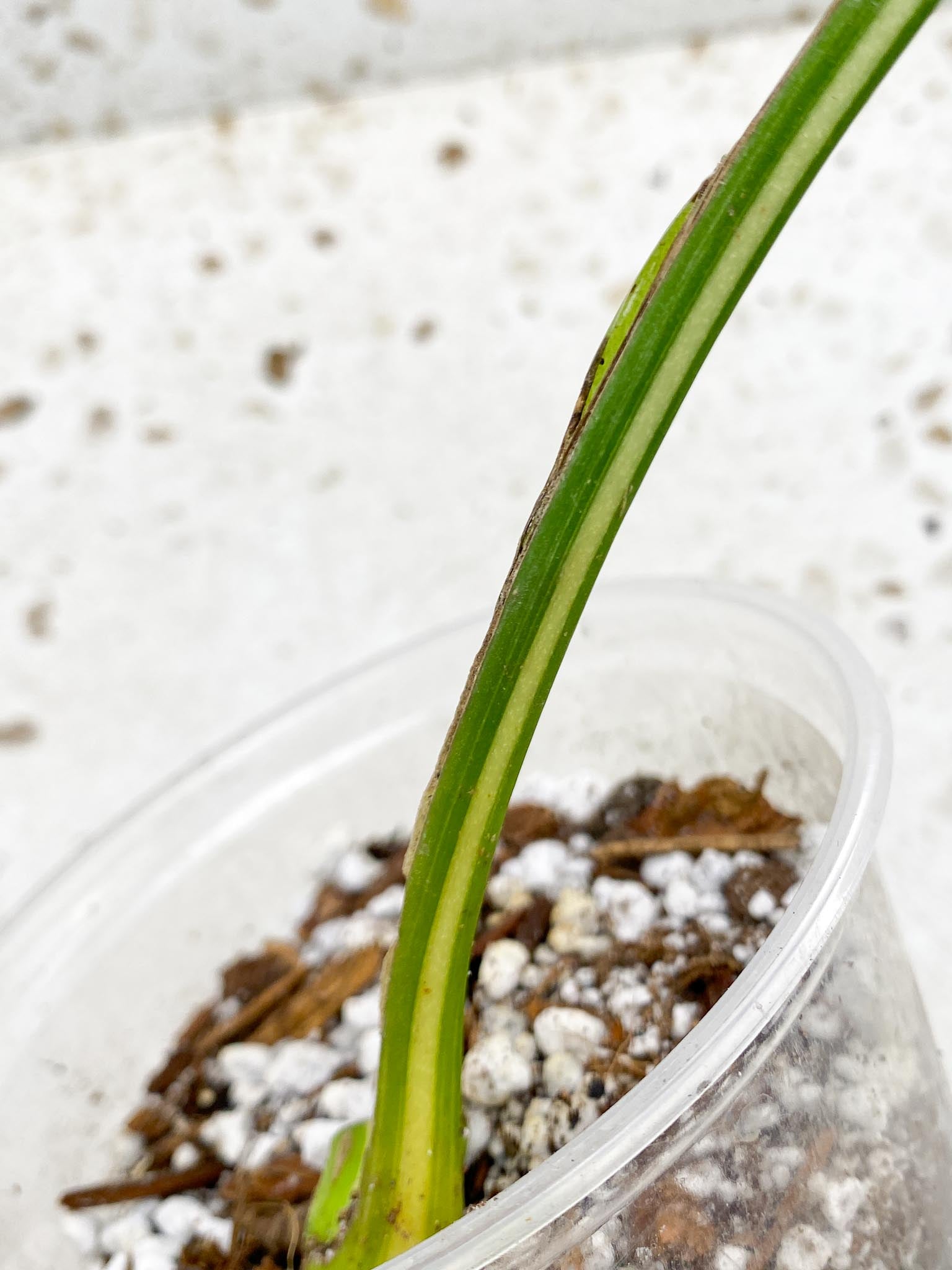 Monstera Thai Constellation Variegated 1 Leaf Multiple options