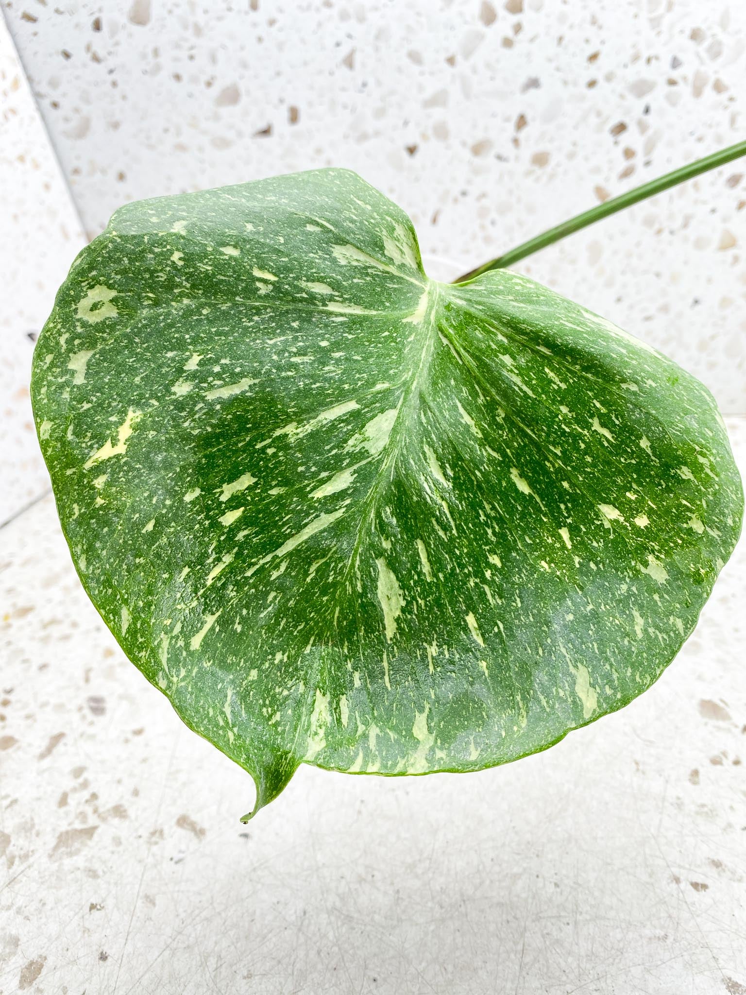 Monstera Thai Constellation Variegated 2 Leaves  2 Nodes  Rooted