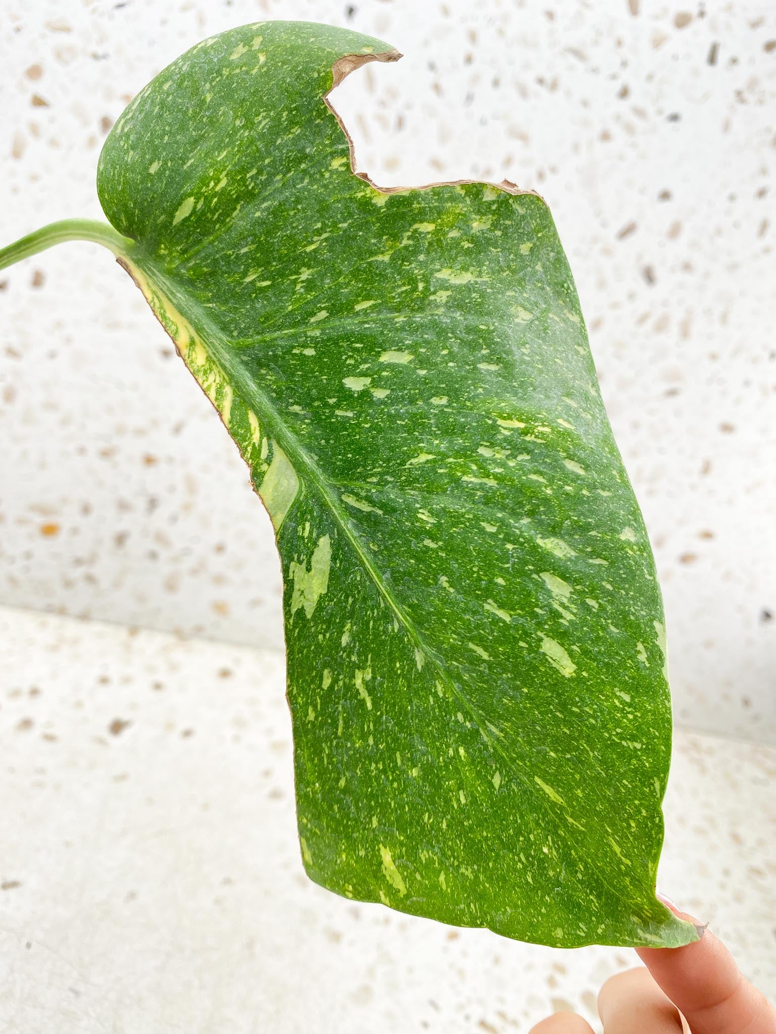 Monstera Thai Constellation Variegated 1 Leaf 1 Node  Rooted