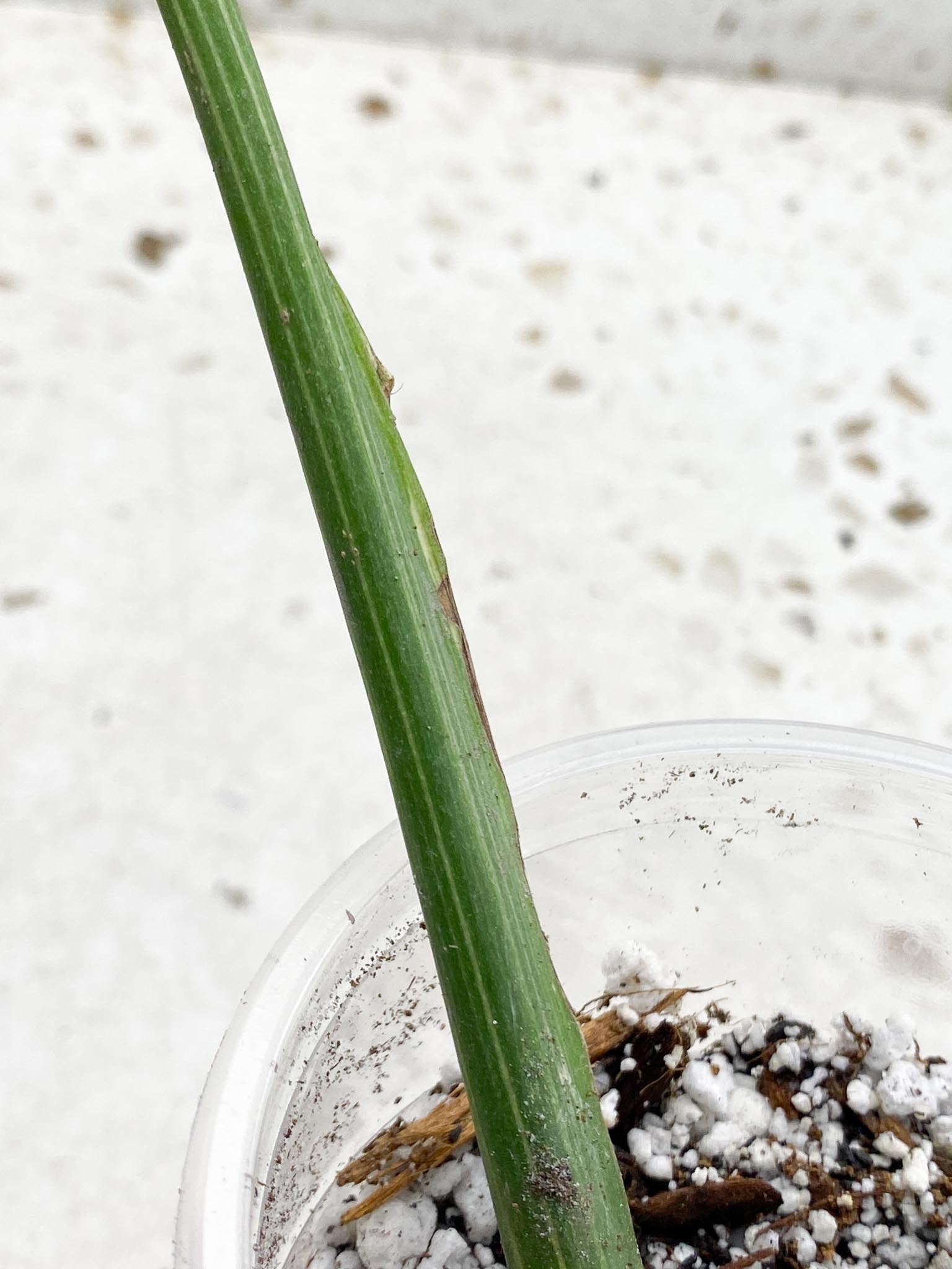 Monstera Thai Constellation Variegated 1 Leaf 1 Node  Rooted