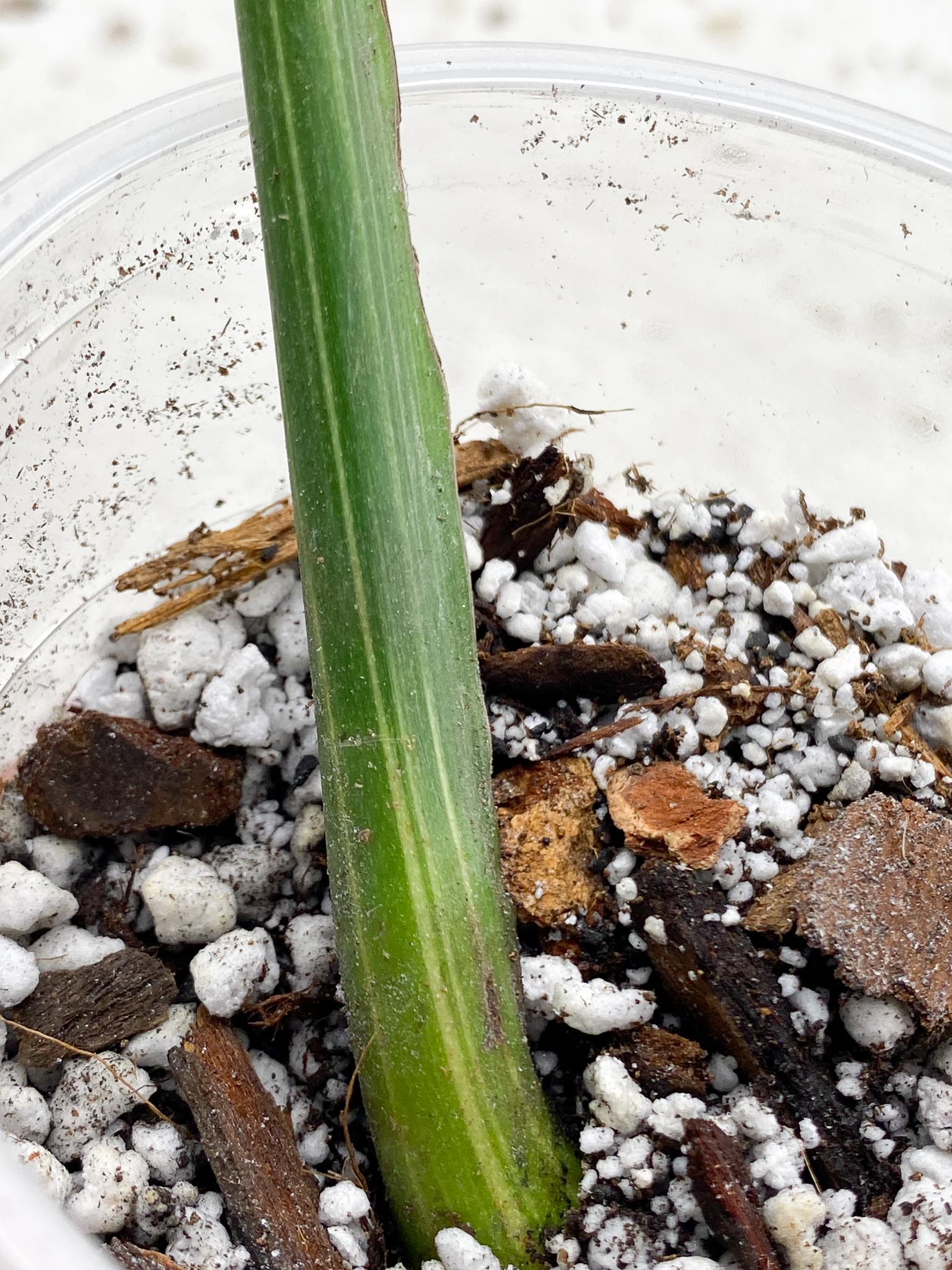 Monstera Thai Constellation Variegated 1 Leaf 1 Node  Rooted